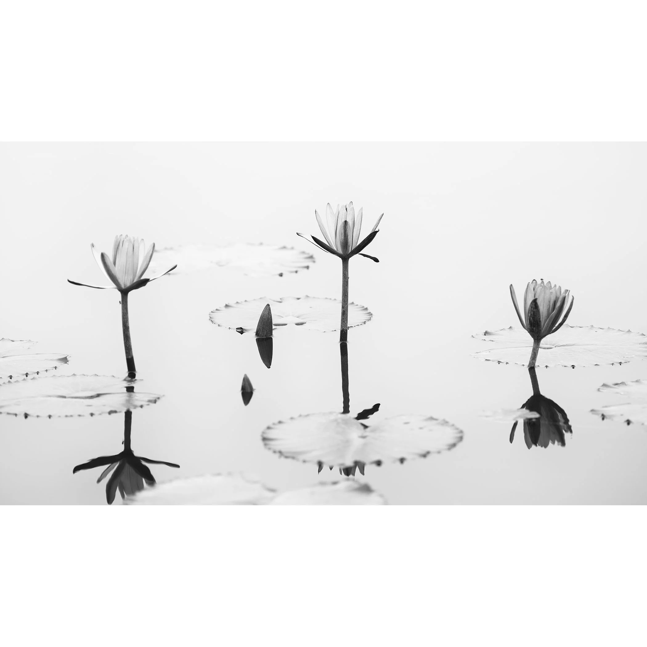 Lotus Flower, Panorama Study 2 – minimalist black-and-white photograph of three lotus flowers and reflections in still water in Vietnam by Gerald Berghammer.