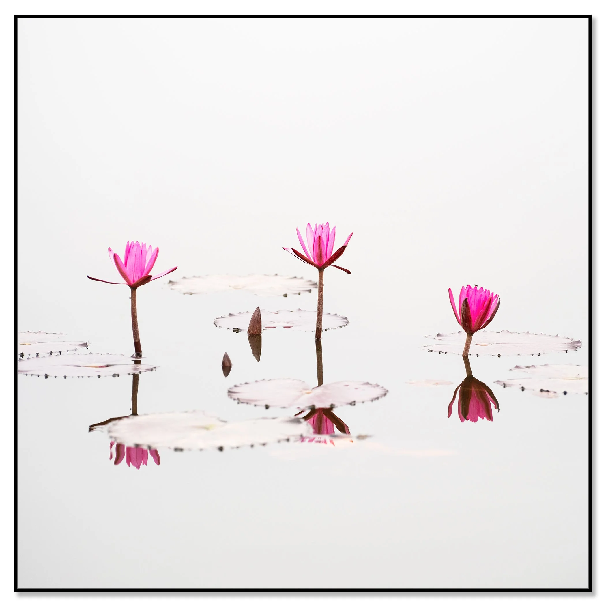 © 2025 Gerald Berghammer - Color waterscape photography. Three pink lotus flowers floating on a calm body of water with lily pads and reflections. Chromaluxe framed black