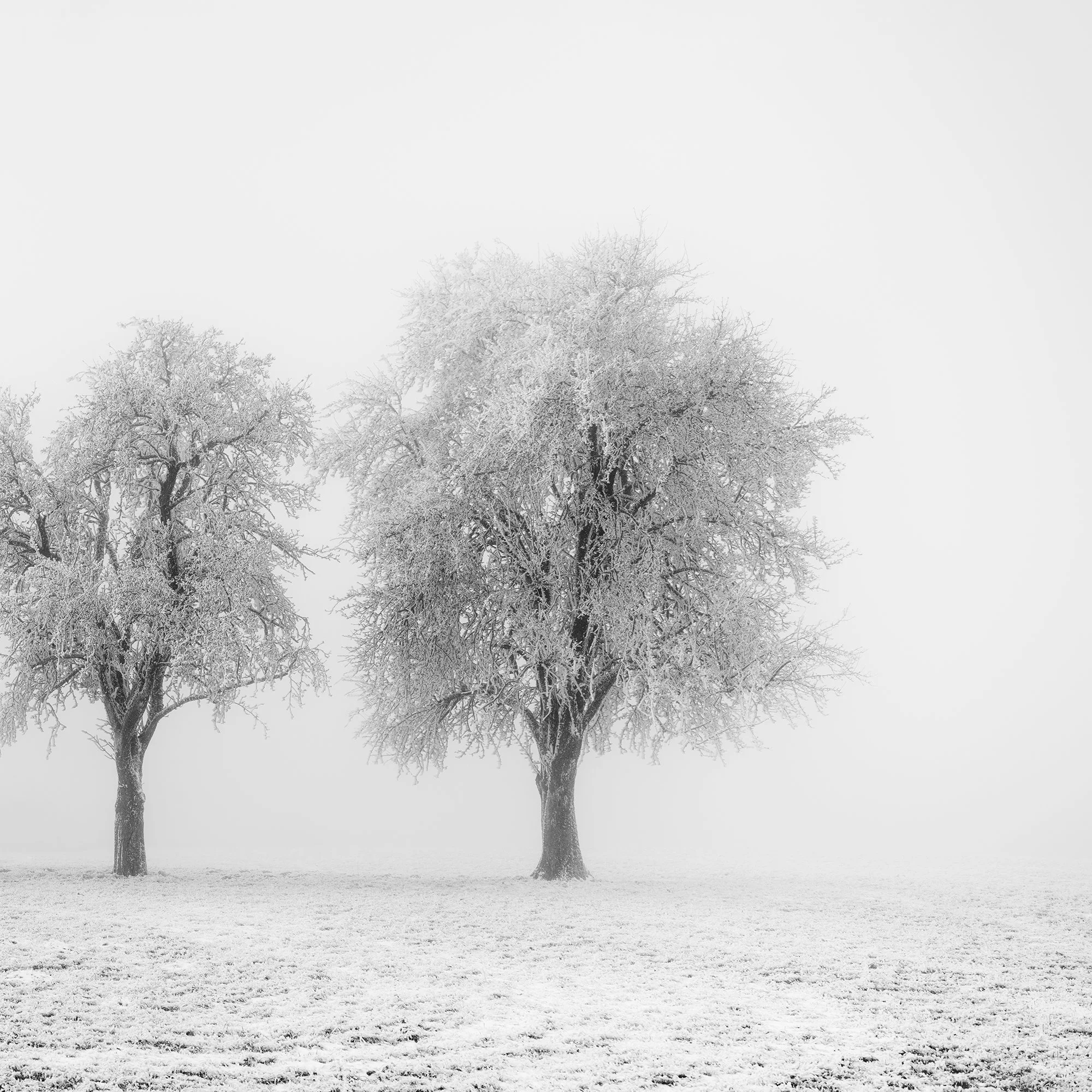 Detail of Frozen Apple Trees Panorama Study 2 showing the frost-covered central and right apple trees by Gerald Berghammer.