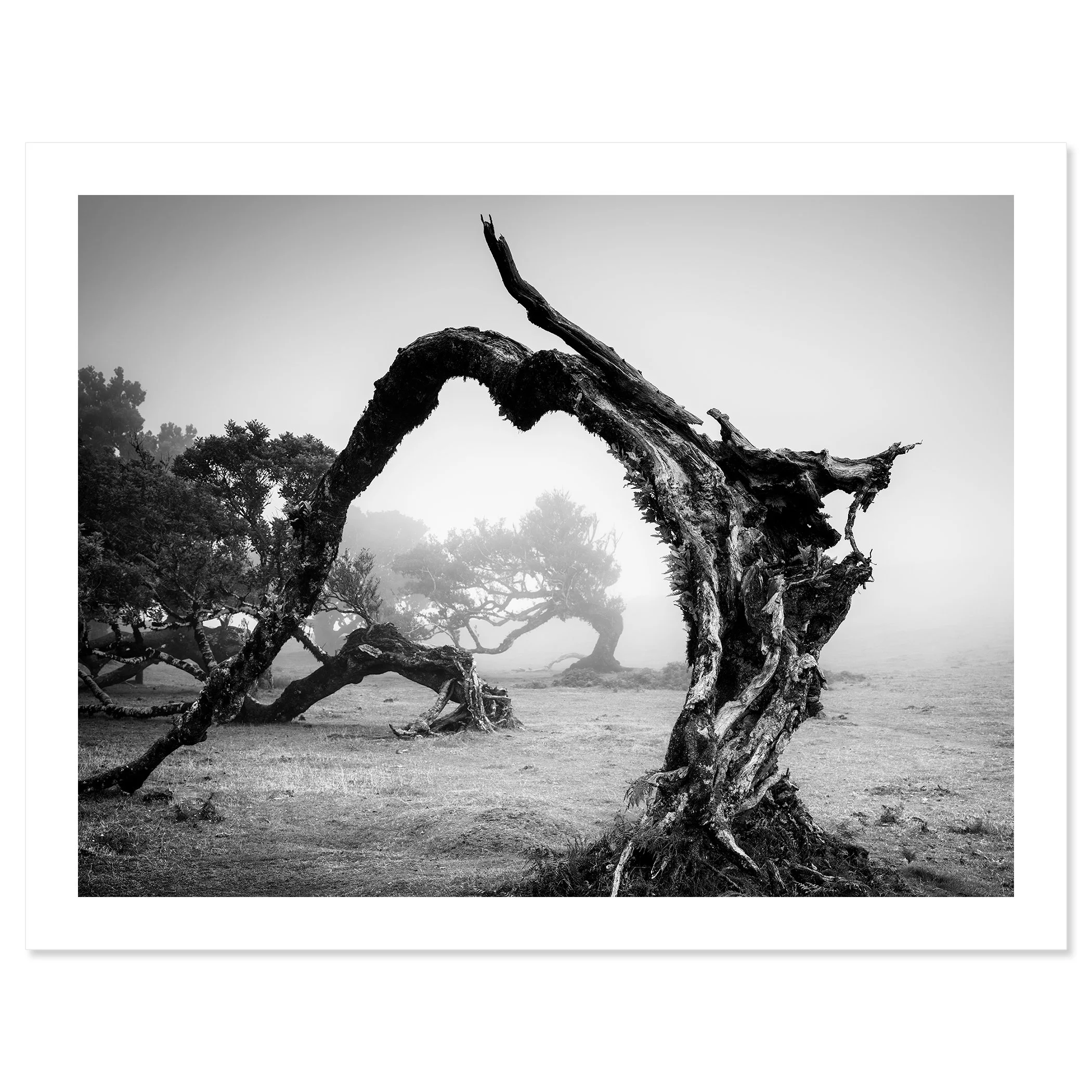 Bent Tree in the Fog Study 1 presented as a black-and-white archival pigment print with a white border by Gerald Berghammer.