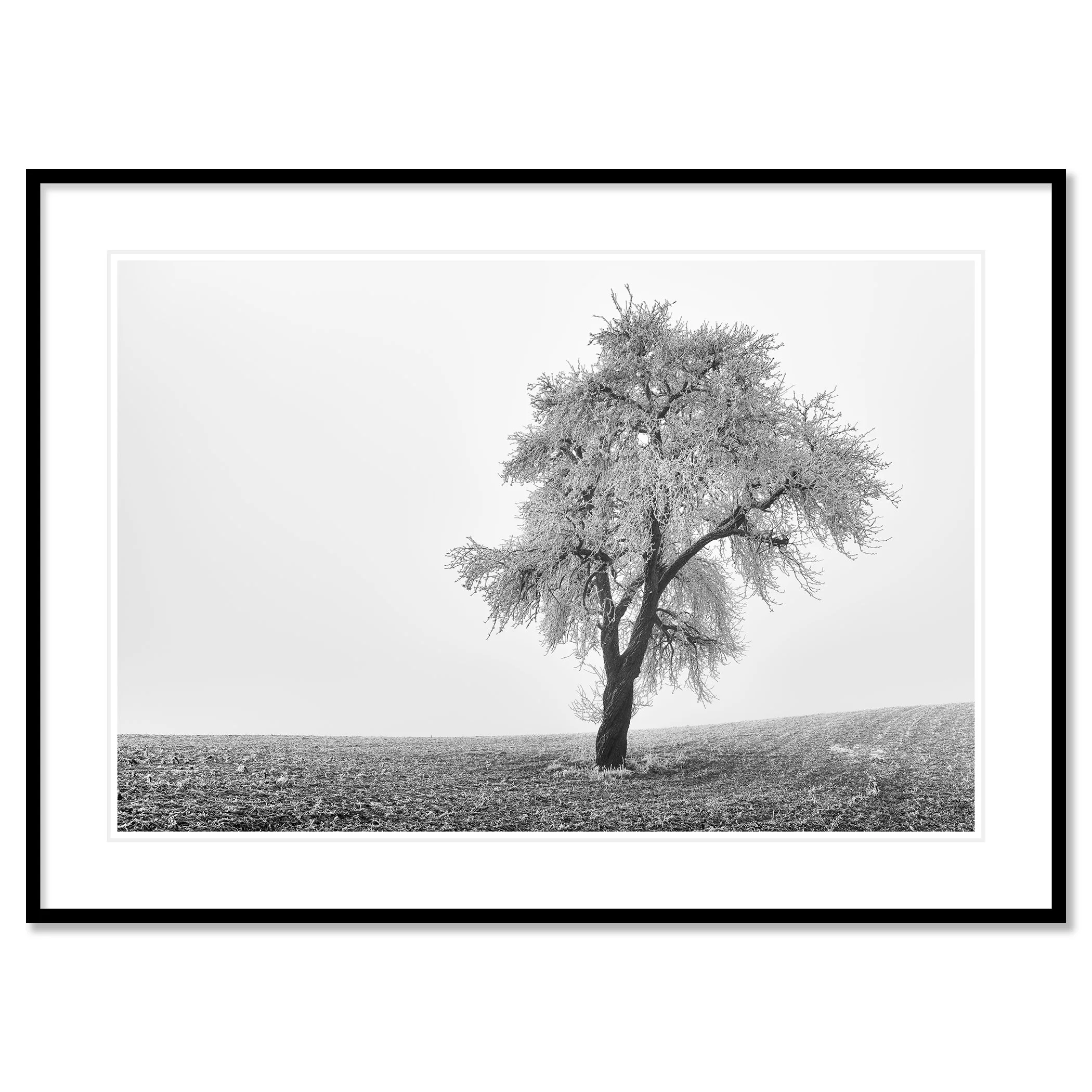 Tree in Frozen Field Study 1 – archival black-and-white fine art print in a black aluminium frame with a white mount.