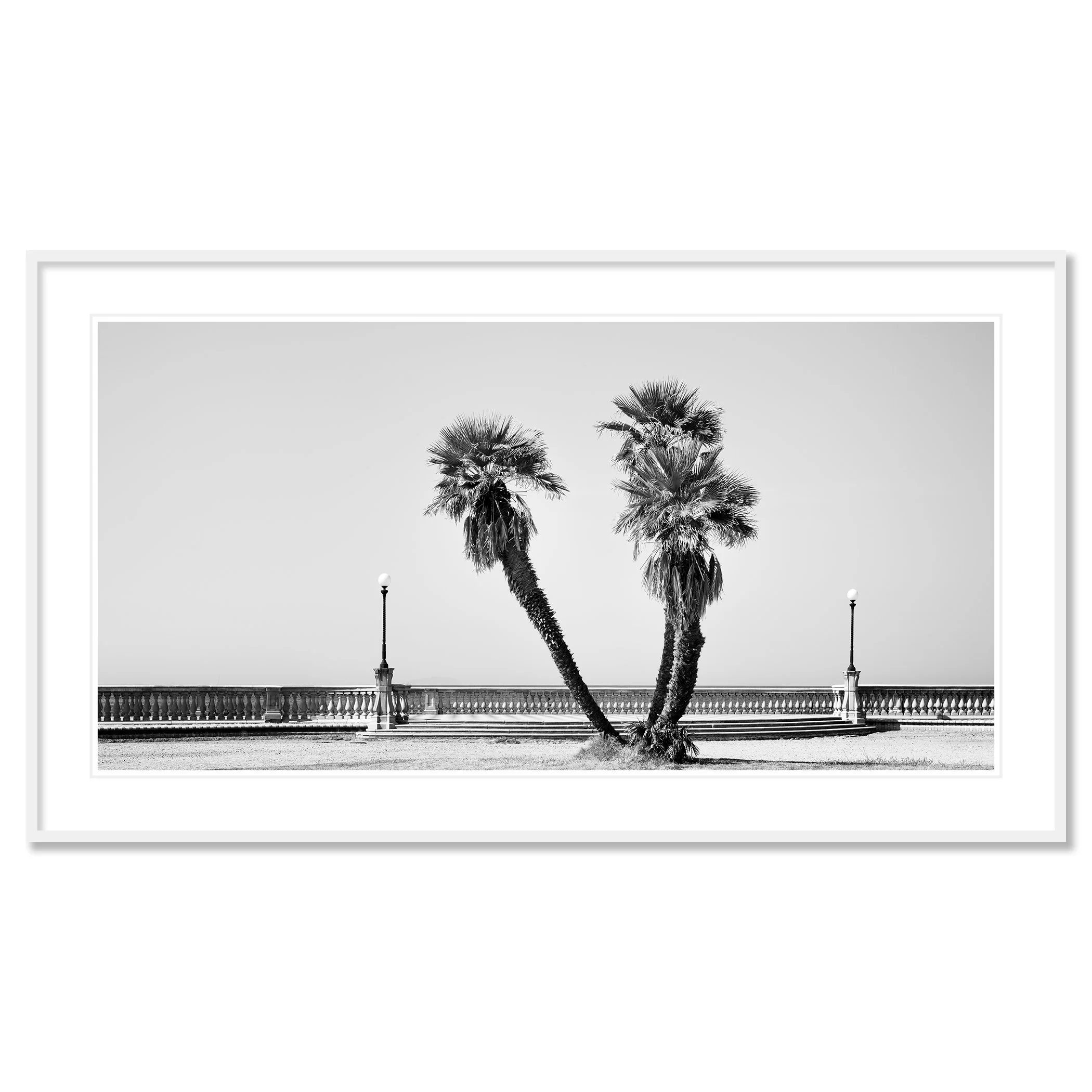 Palm Trees Study 2 by Gerald Berghammer, archival pigment print presented in a white aluminium frame with a white mount.