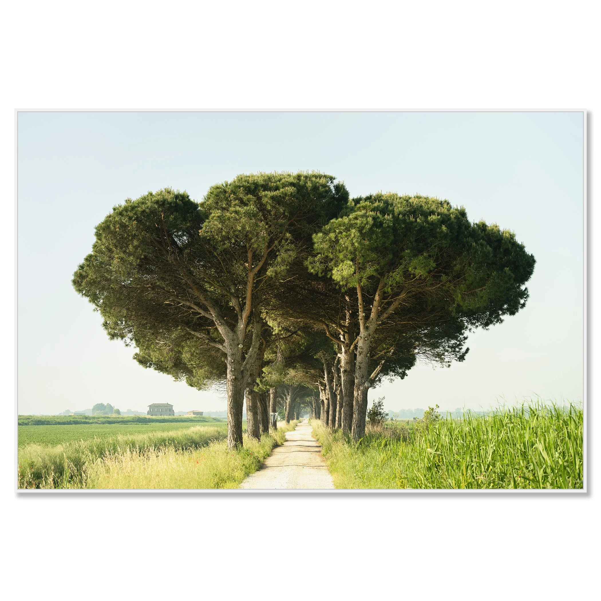 Italian Stone Pine by Gerald Berghammer as a colour Dibond print in a white aluminium ArtBox frame.