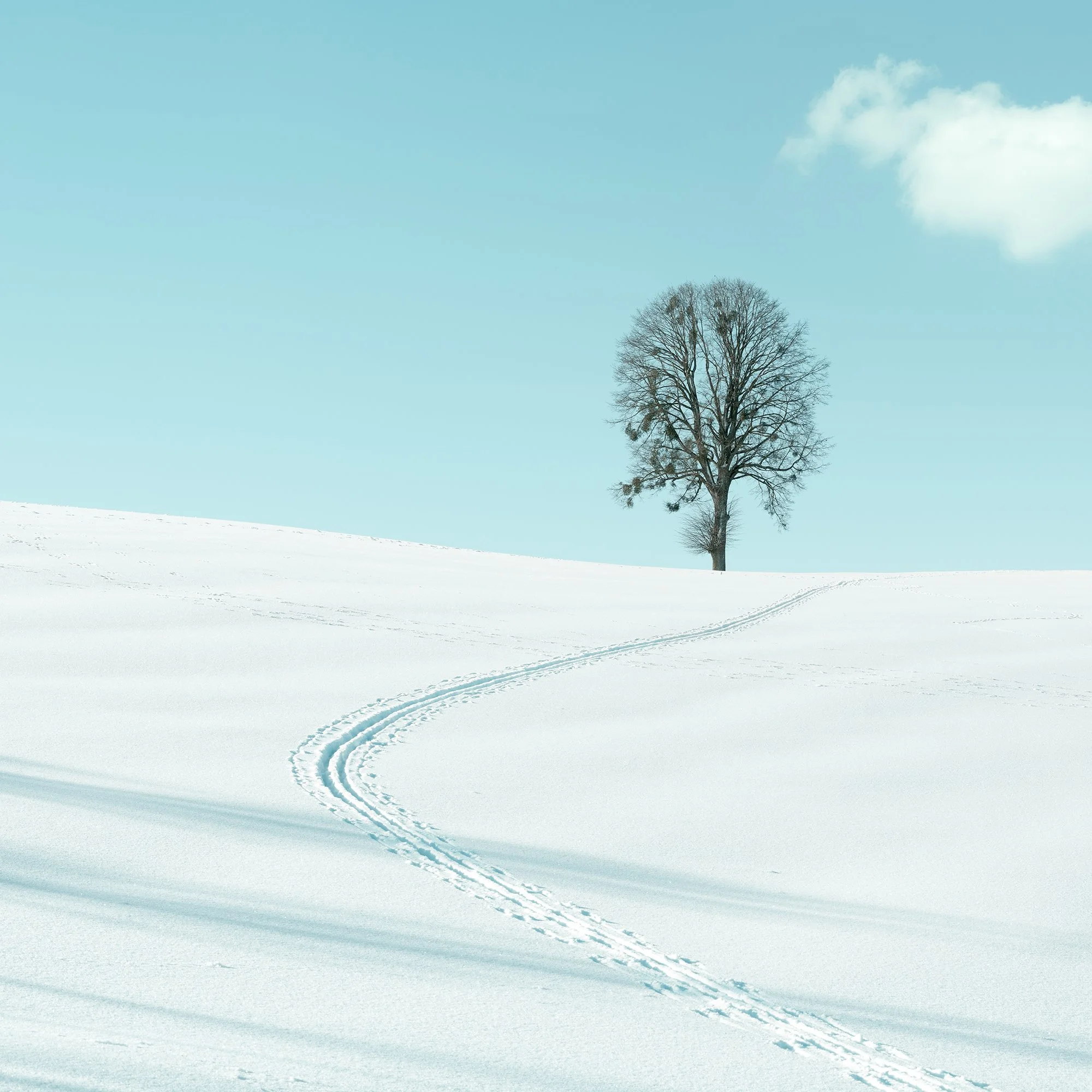 Detail of Winter Path to the Lone Tree – Austria, curved tracks leading across snow towards a lone tree.
