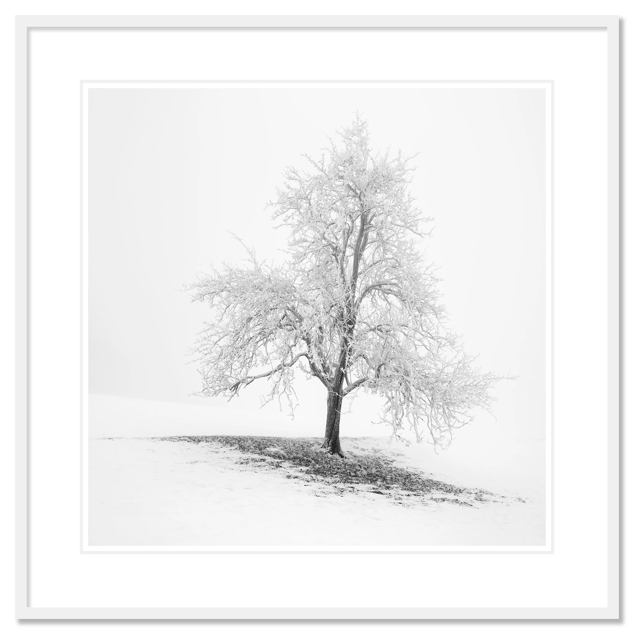 Frosted Winter Tree – Austria, archival pigment print in a white aluminium frame with white mount