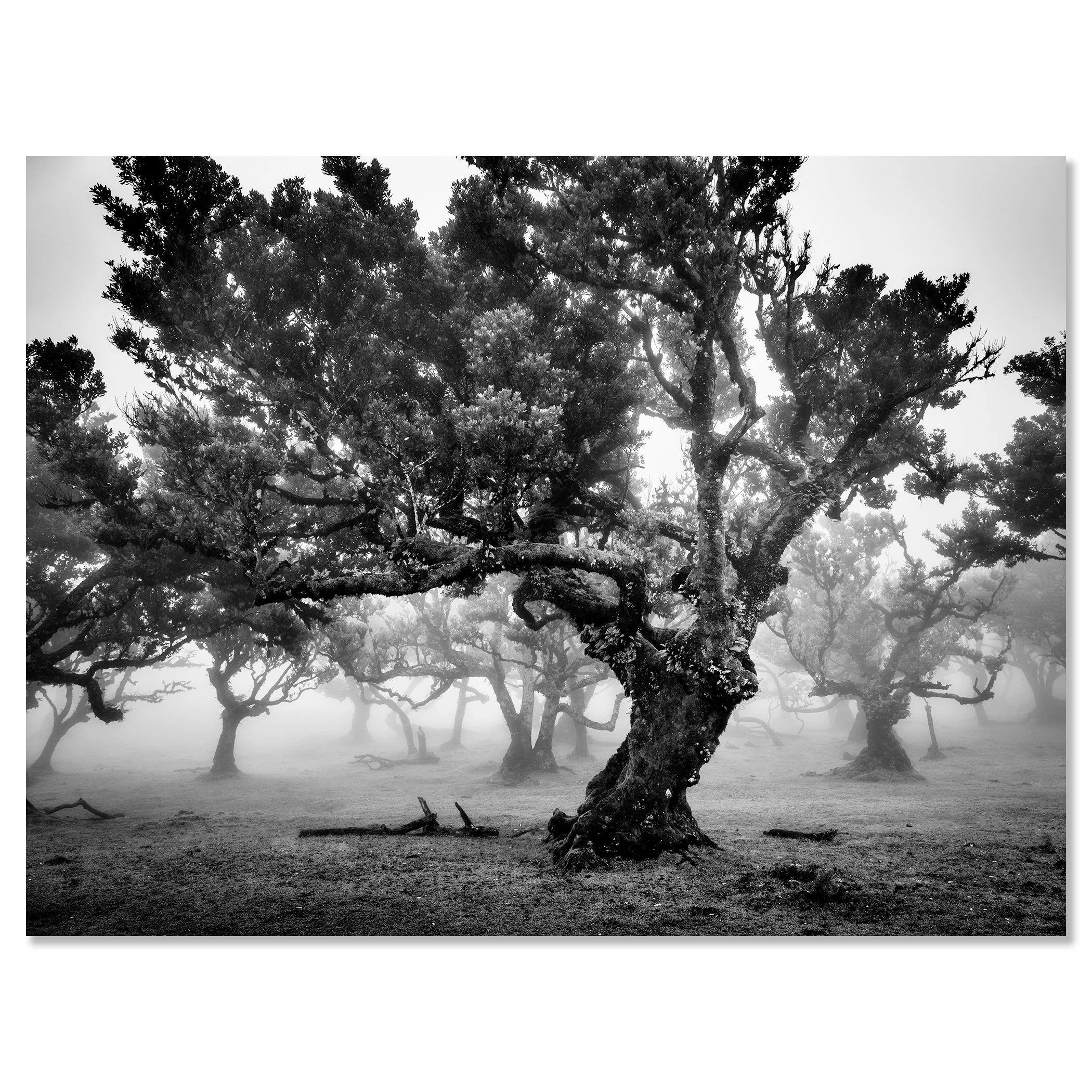 Ancient gnarled trees in foggy woodland captured in a moody black and white landscape – dibond frameless