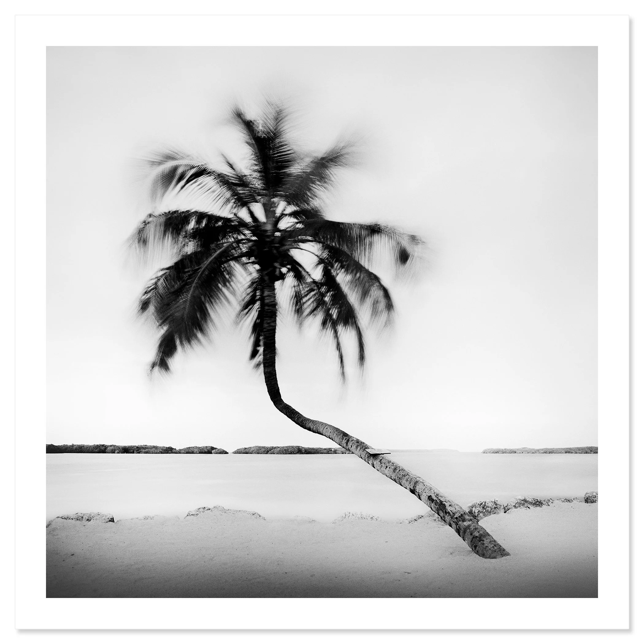 Bent Palm Study 1 presented as a fine art print with a white border by Gerald Berghammer.