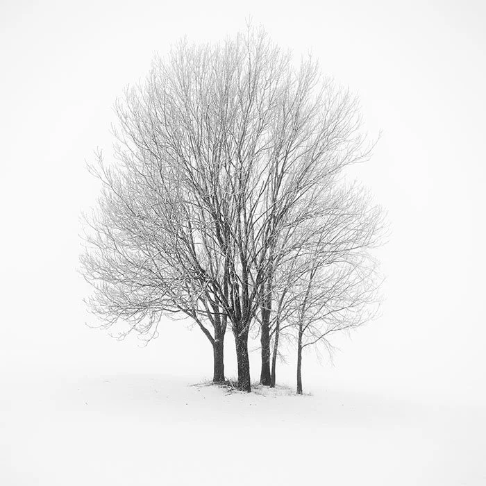 Five Minimalist Winter Trees in the Snow – Austria | Gerald Berghammer