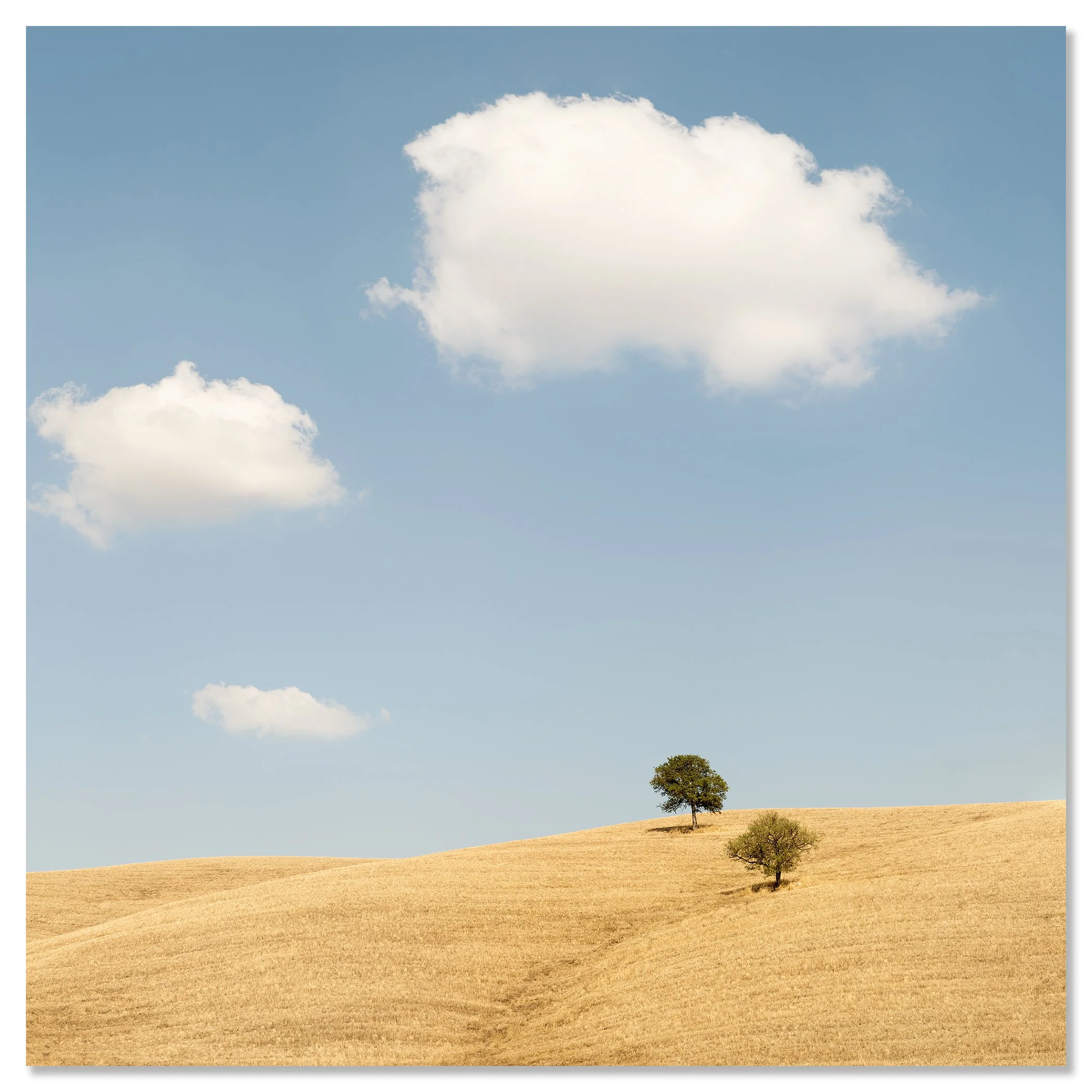 Minimal Tuscany landscape showing golden hills, lone trees and white clouds on a sunny day – dibond frameless