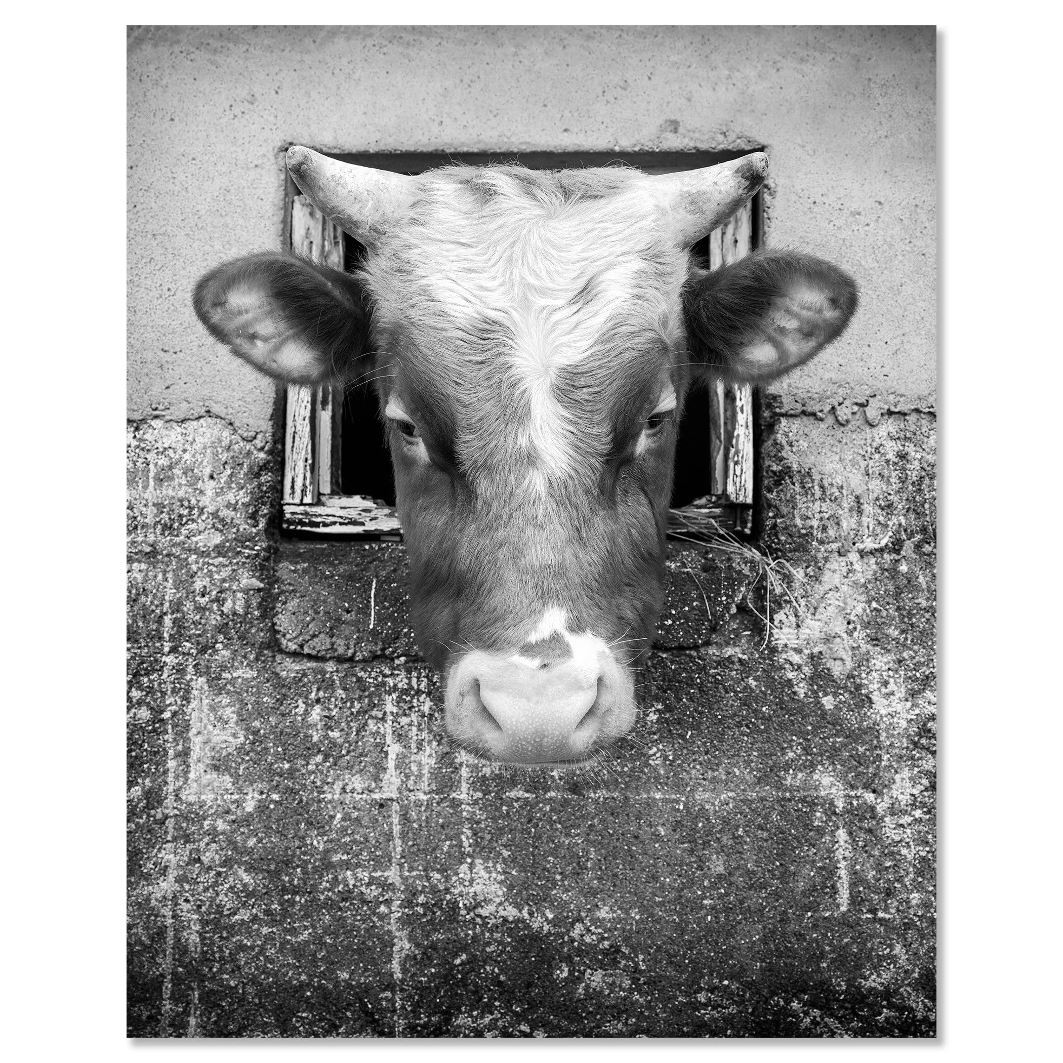 The Curious Cow, Study 1 – black-and-white photograph mounted on frameless aluminium Dibond.