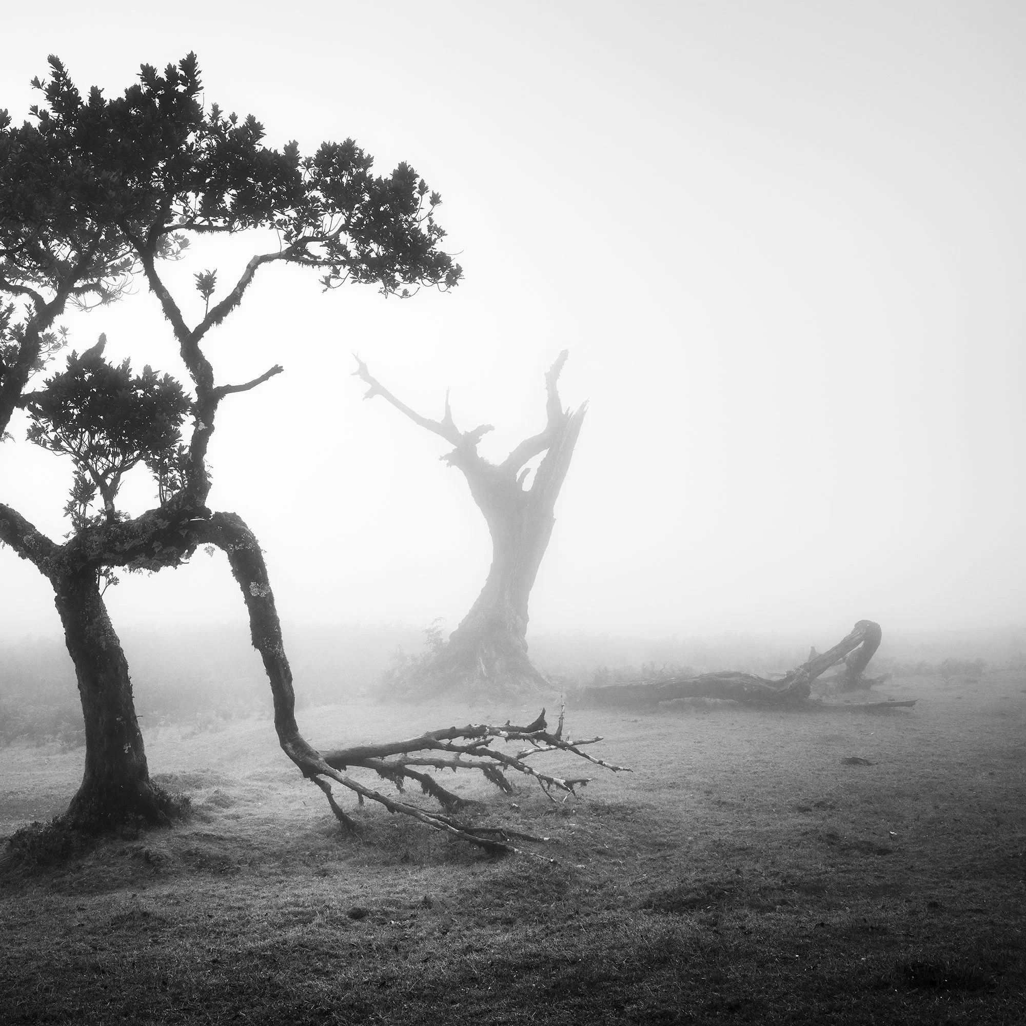 Detail of a weathered dead tree fading into dense mist in Fanal Forest, Madeira, from a black-and-white photograph by Gerald Berghammer.