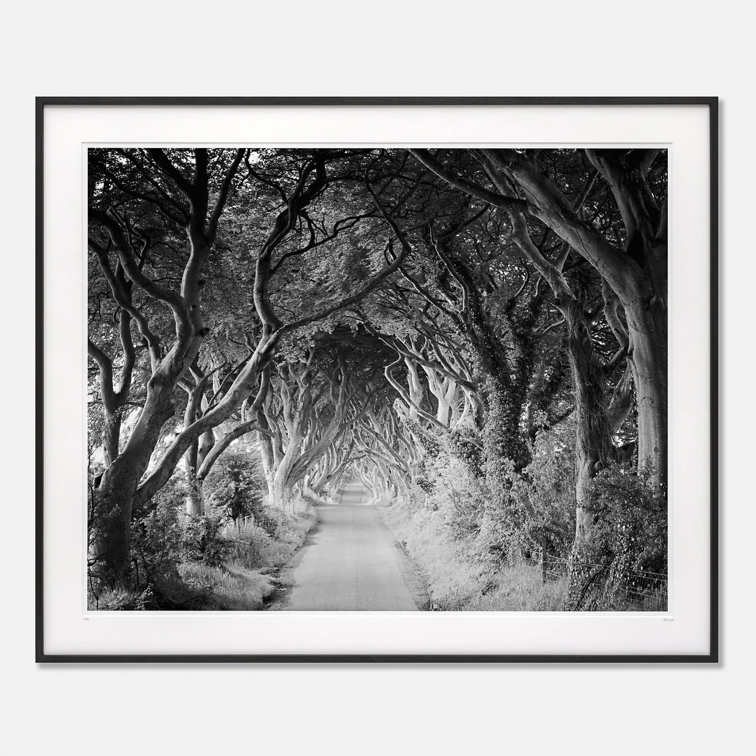 Gerald Berghammer – The Dark Hedges Study 3, framed black-and-white gelatin silver print of a beech-tree avenue in Northern Ireland.