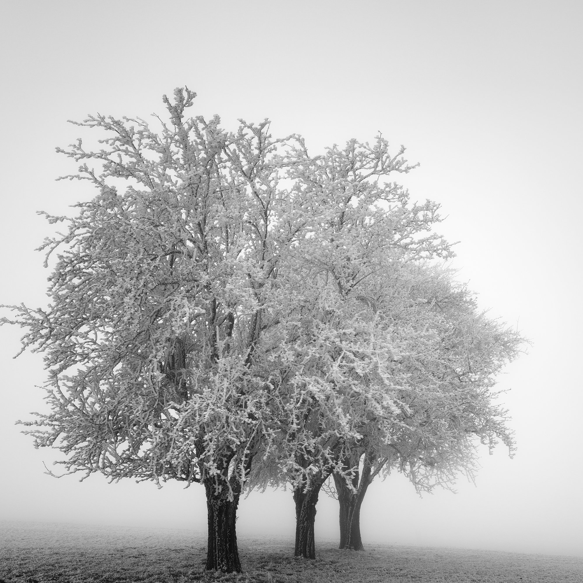 Fine ice textures and delicate tree branches in Frozen Apple Trees Study 2, minimalist winter photography by Gerald Berghammer.