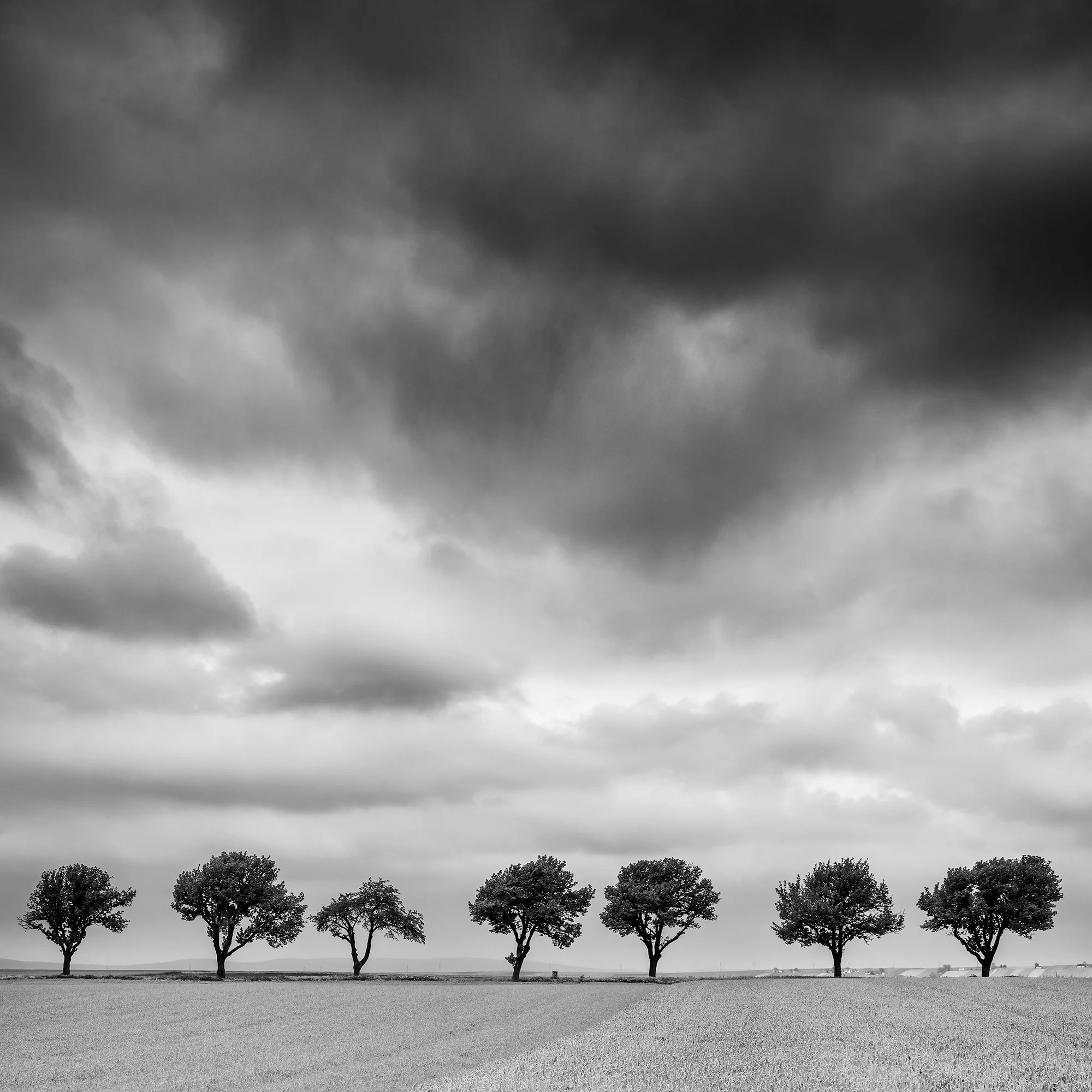 © 2023 Gerald Berghammer - Black and white landscape photography. Field with uniform crops, seven evenly spaced trees in the distance, and a cloudy sky overhead. Print detail 2