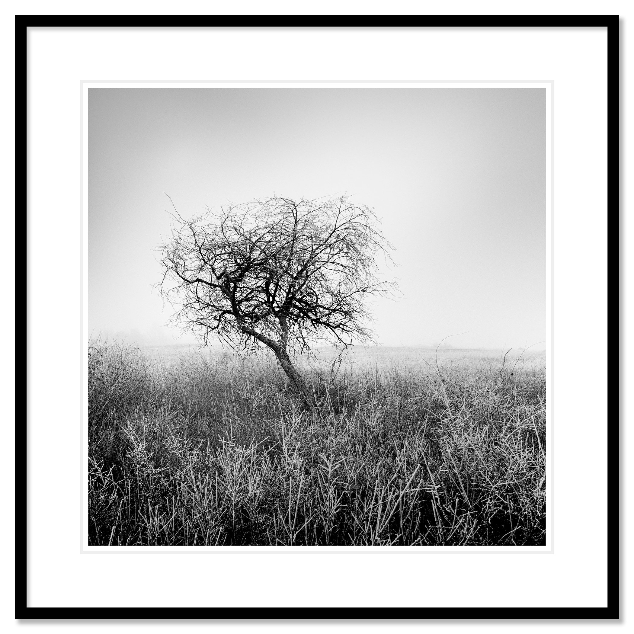 Tree in Hoarfrost Study 1 – Hungary, archival pigment print in a black aluminium frame with white mount and anti-reflective glass by Gerald Berghammer.
