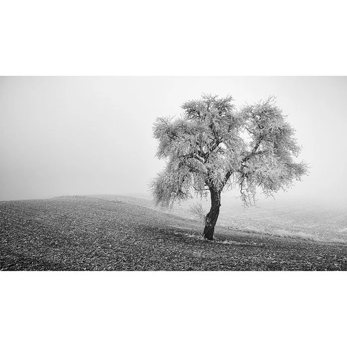 Tree in Frozen Field Panorama Study 1 – Austria | Gerald Berghammer