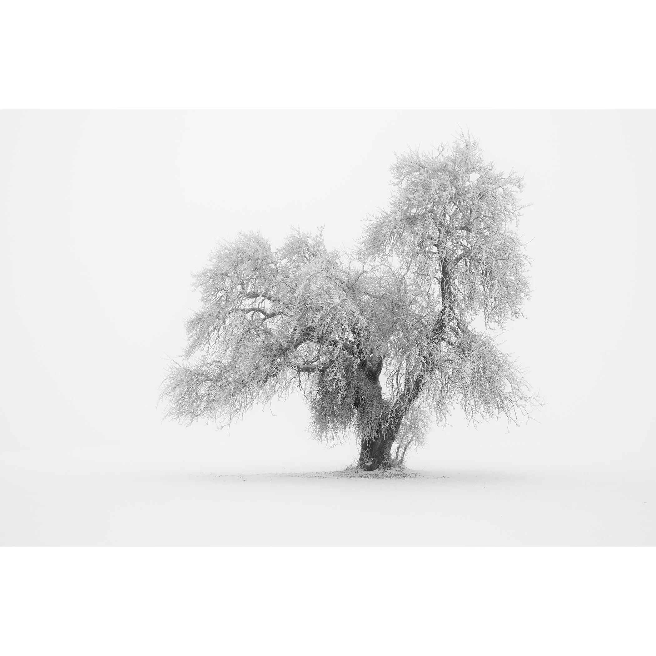 Minimalist Winter Tree Study 1 – Austria, black-and-white fine art photograph of a frost-covered lone tree in a high-key winter landscape by Gerald Berghammer.