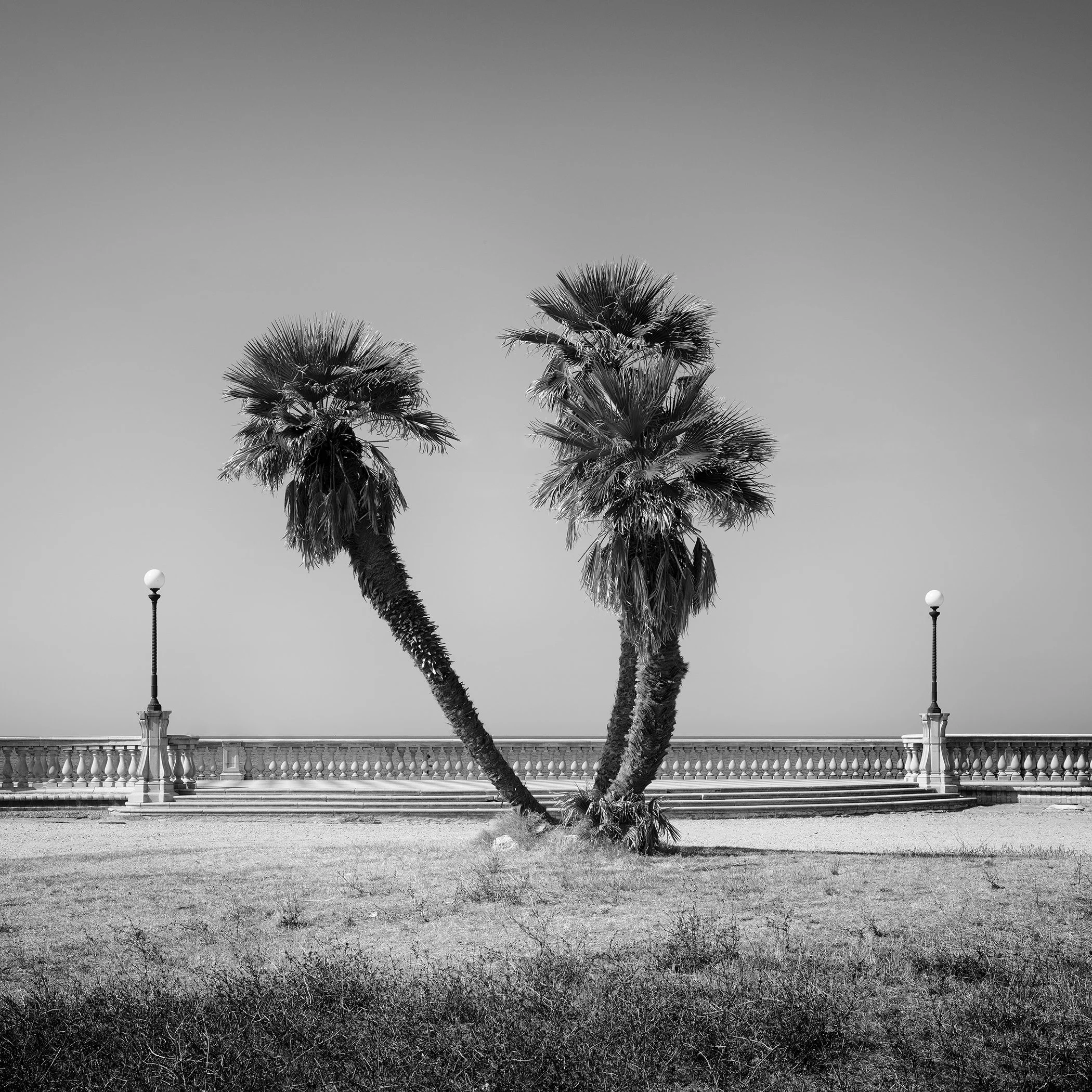 Terrazza Mascagni promenade with palm trees, Tuscany, Italy – monochrome fine art photograph