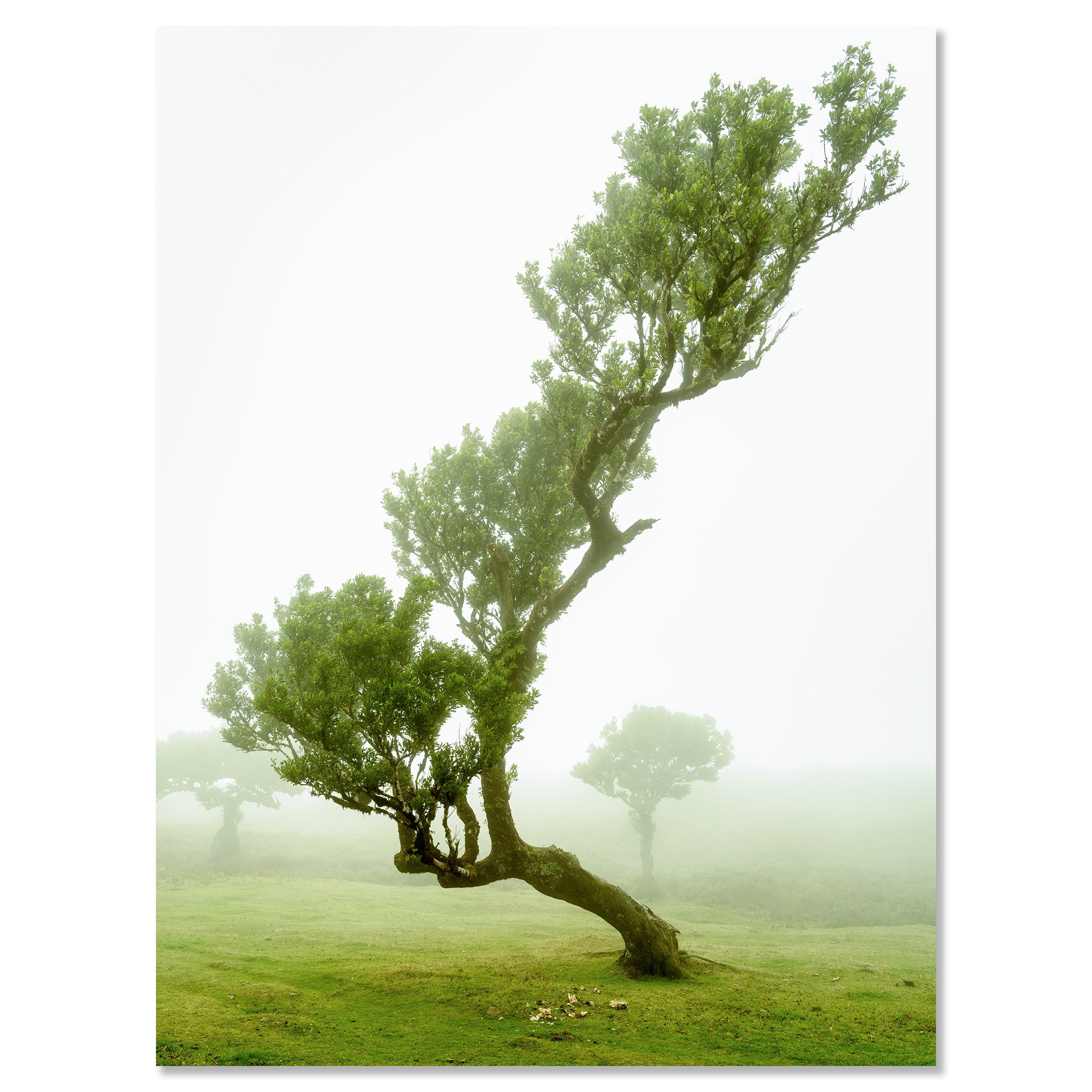 Gerald Berghammer - Color mystical landscape Photography. A uniquely shaped tree with a curved trunk, standing on a cow meadow, shrouded in fog. Chromaluxe frameless