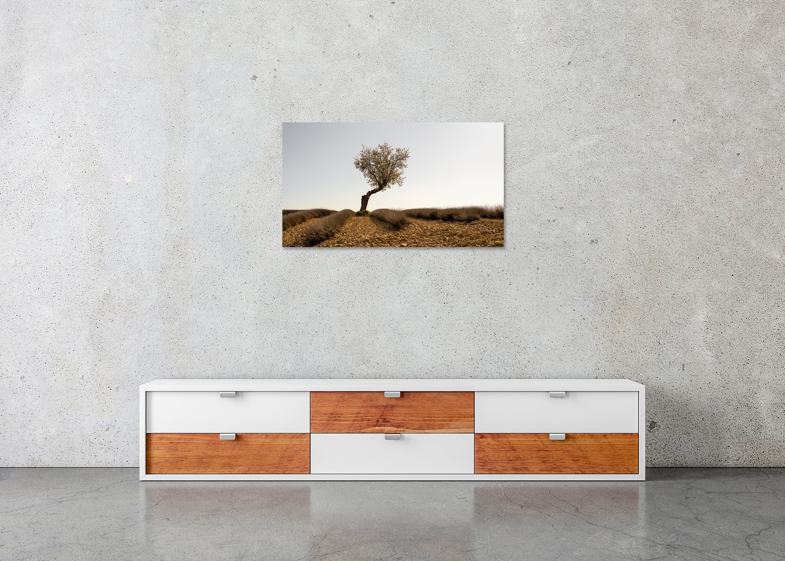 Lavender Field with Tree, Study 1 – frameless colour photograph on aluminium Dibond displayed in a minimalist interior.