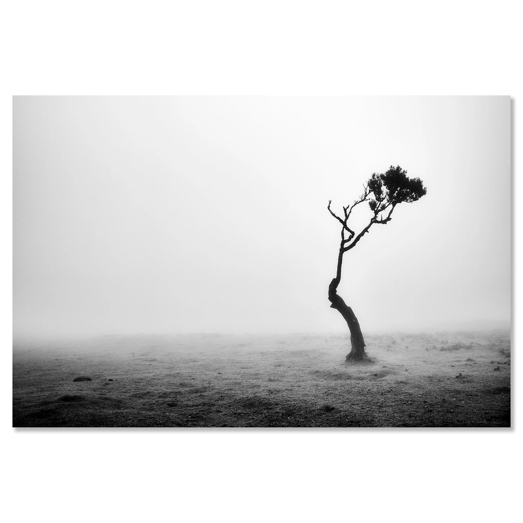 Lonely Tree in the Fog by Gerald Berghammer presented as a frameless black-and-white photograph mounted on aluminium Dibond.