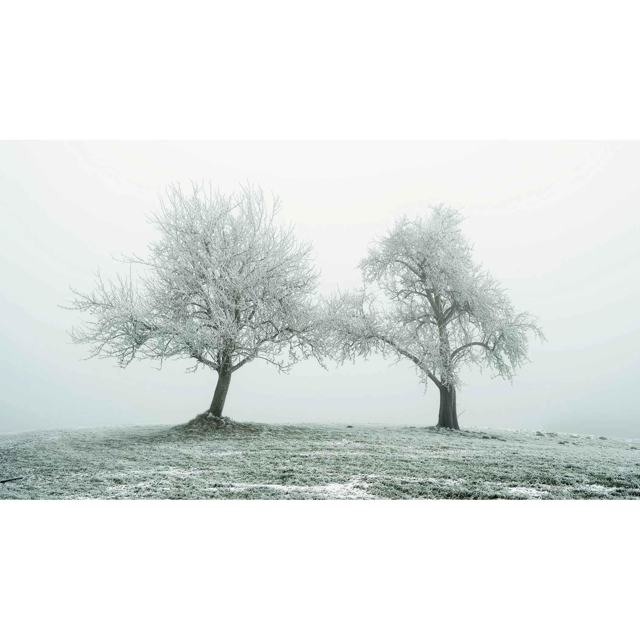 Gerald Berghammer - Black and white panorama photography. Two leafless trees covered in snow on a snowy grassy hill in a foggy landscape.