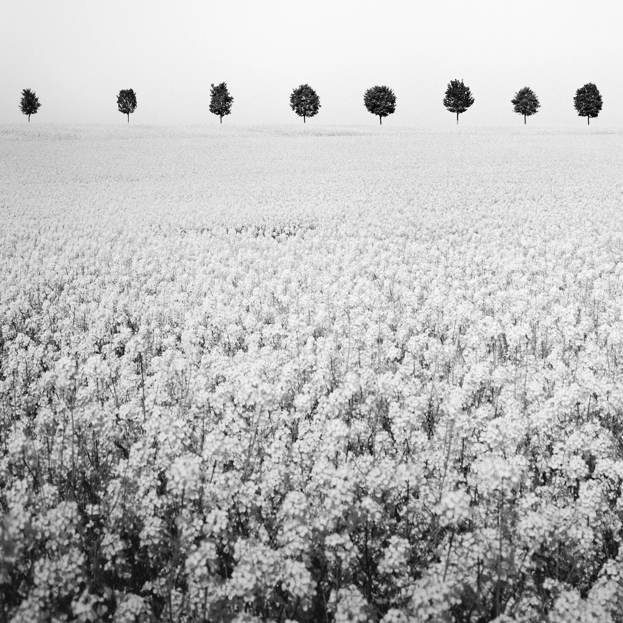 Detail of Brassica Napus Study 1 showing a flowering rapeseed field and row of trees in France by Gerald Berghammer.