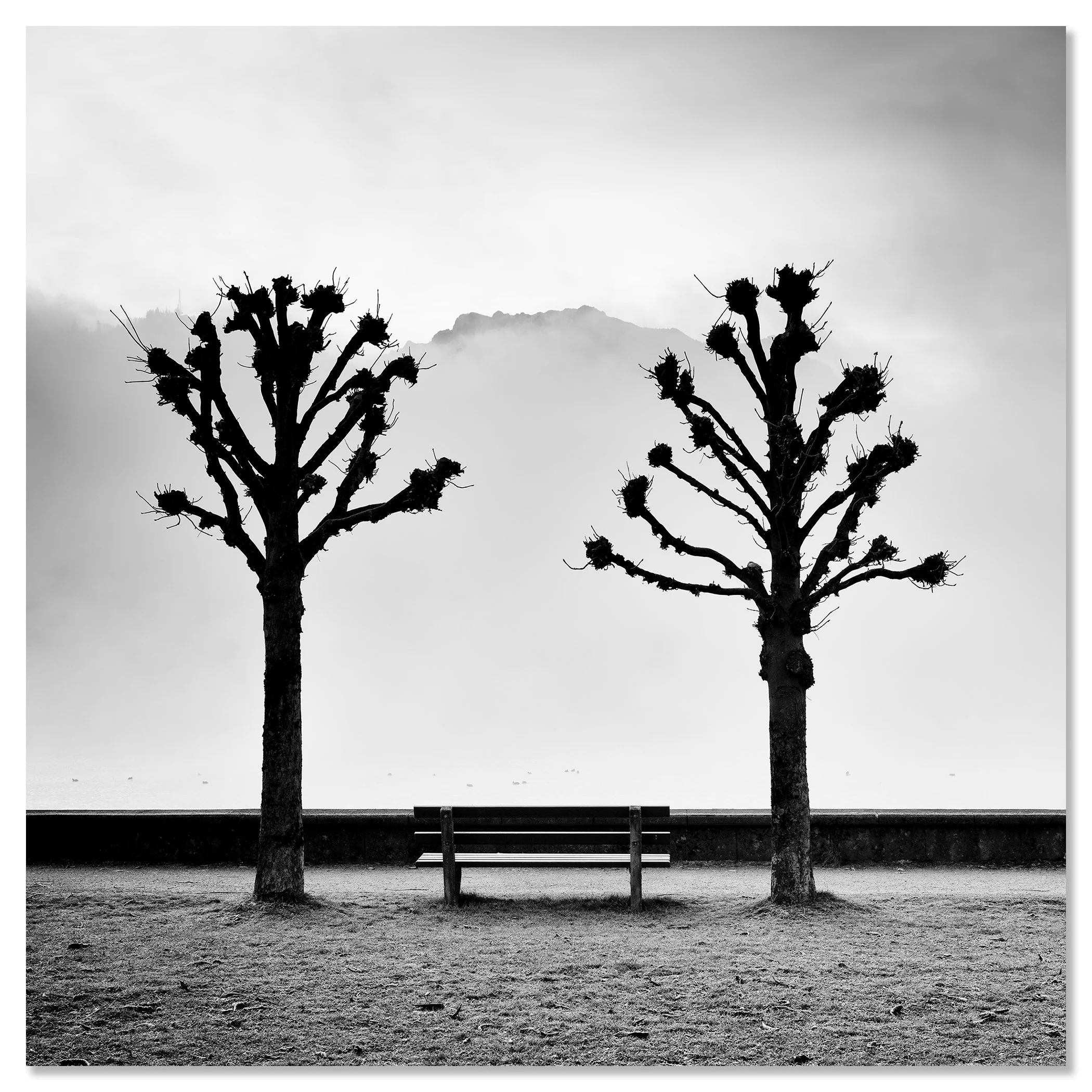 Black and white photograph of two pruned trees framing a park bench along the promenade in fog – dibond frameless