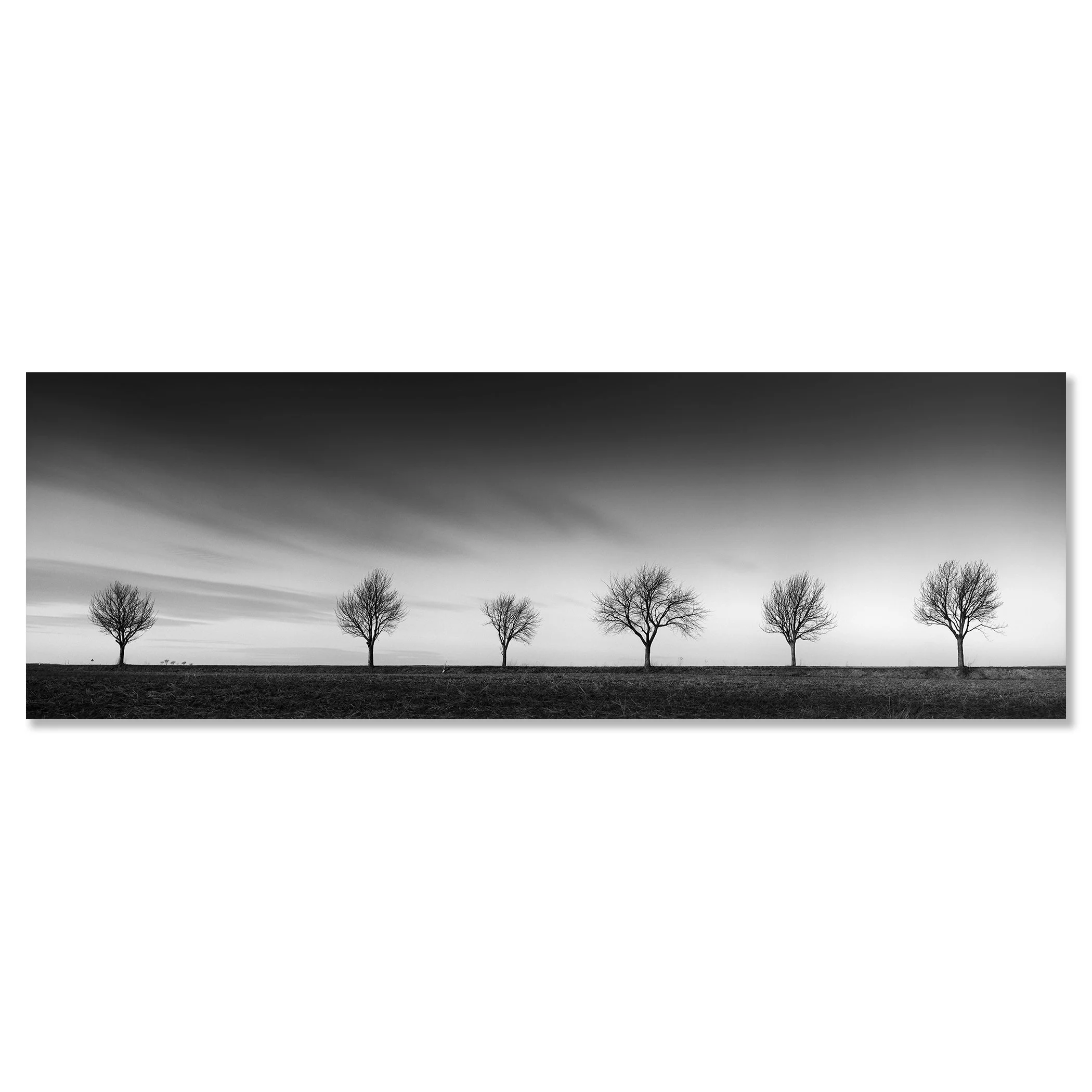 Gerald Berghammer - Black and white landscape panorama photography. Six leafless trees evenly spaced across a flat landscape under a dramatic, cloudy sky. Chromaluxe frameless