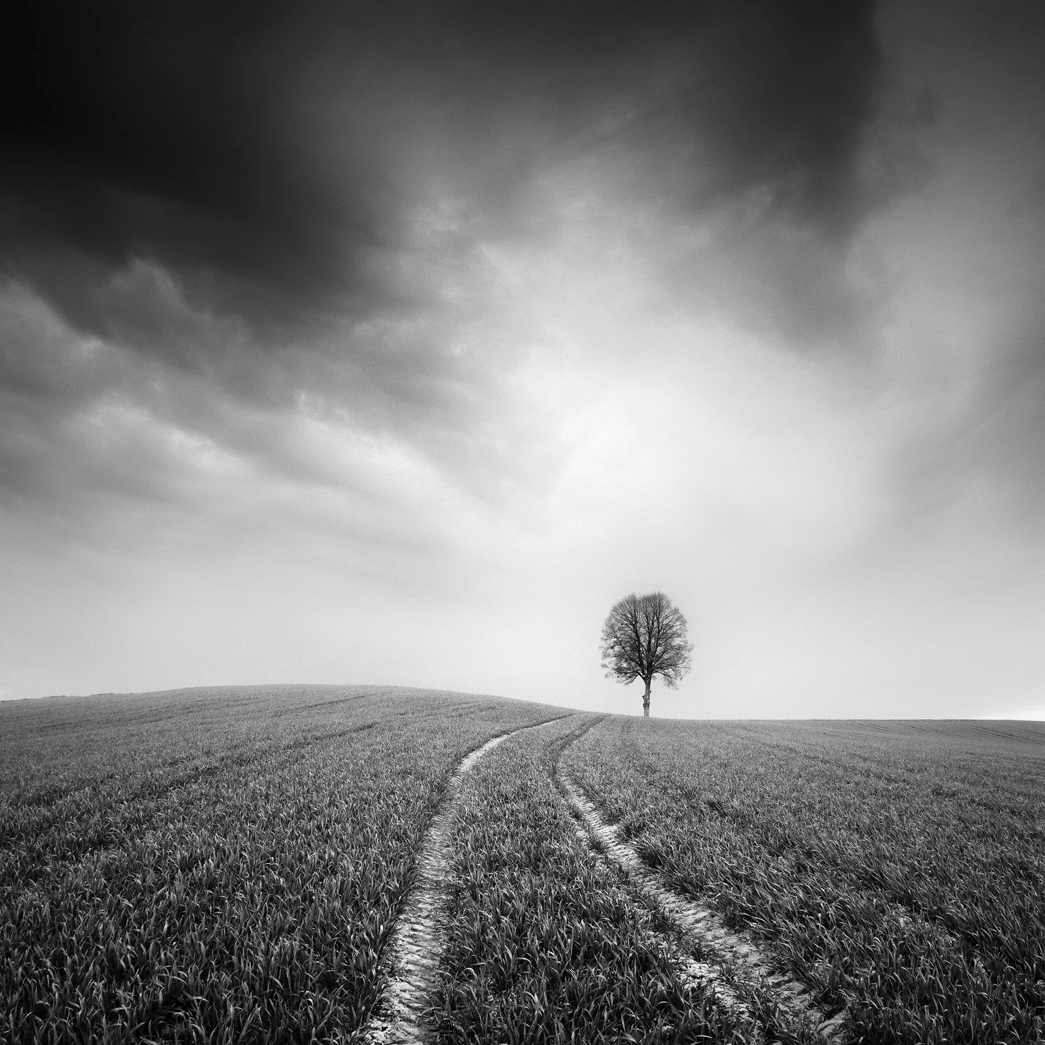 Black-and-white photograph of a solitary tree, curved field tracks and dramatic clouds in Austria. Photo by Gerald Berghammer.