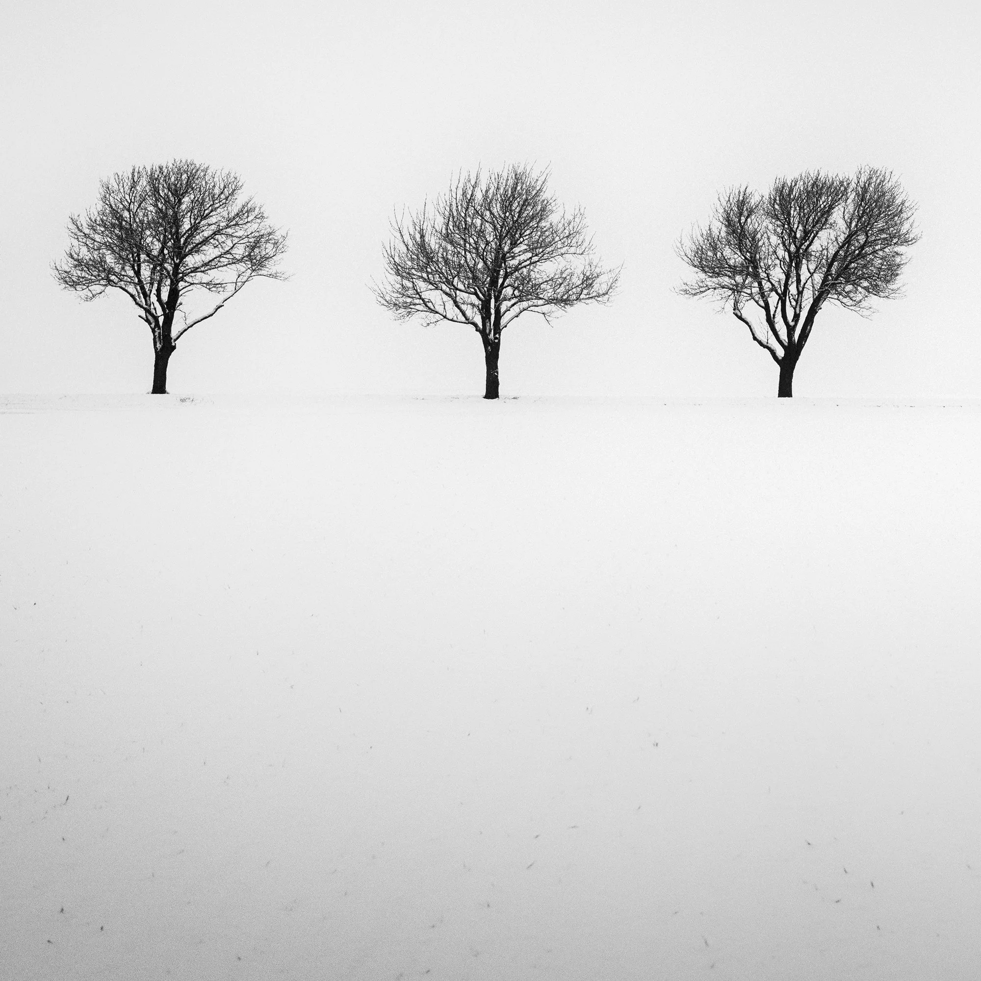 Detail view of Five Trees in Snowy Field showing three winter trees in the snow by Gerald Berghammer.