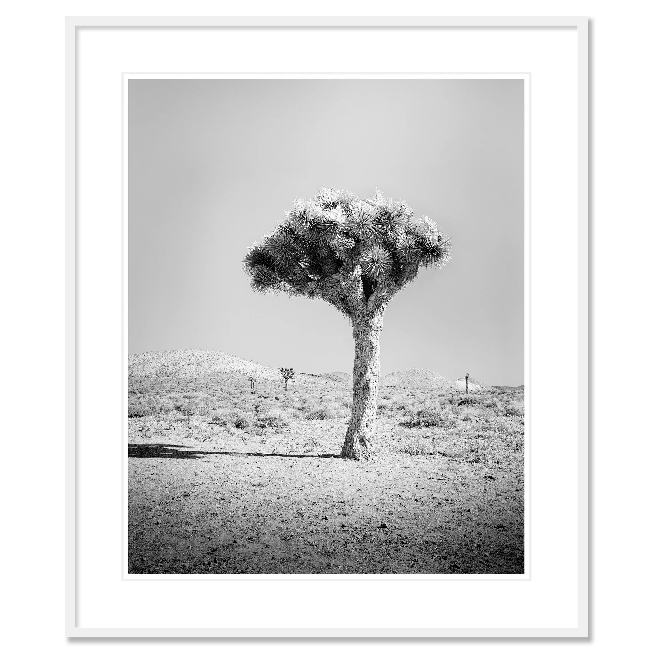 Joshua Tree Study 1 by Gerald Berghammer in a white aluminium frame with white mount