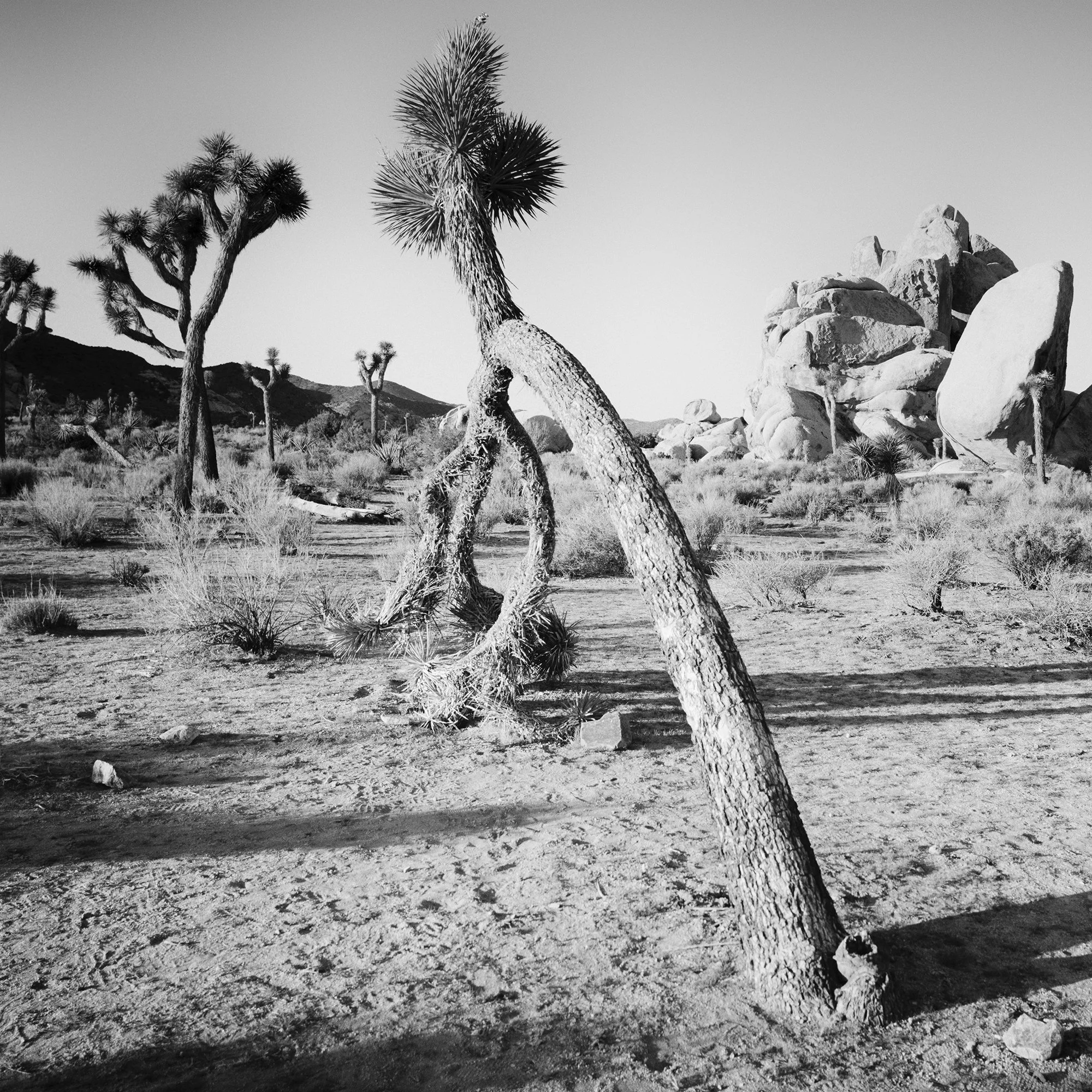 Gerald Berghammer - Black and white landscape photography. A desert scene with Joshua trees and large rock formations in California, USA. Print detail 1
