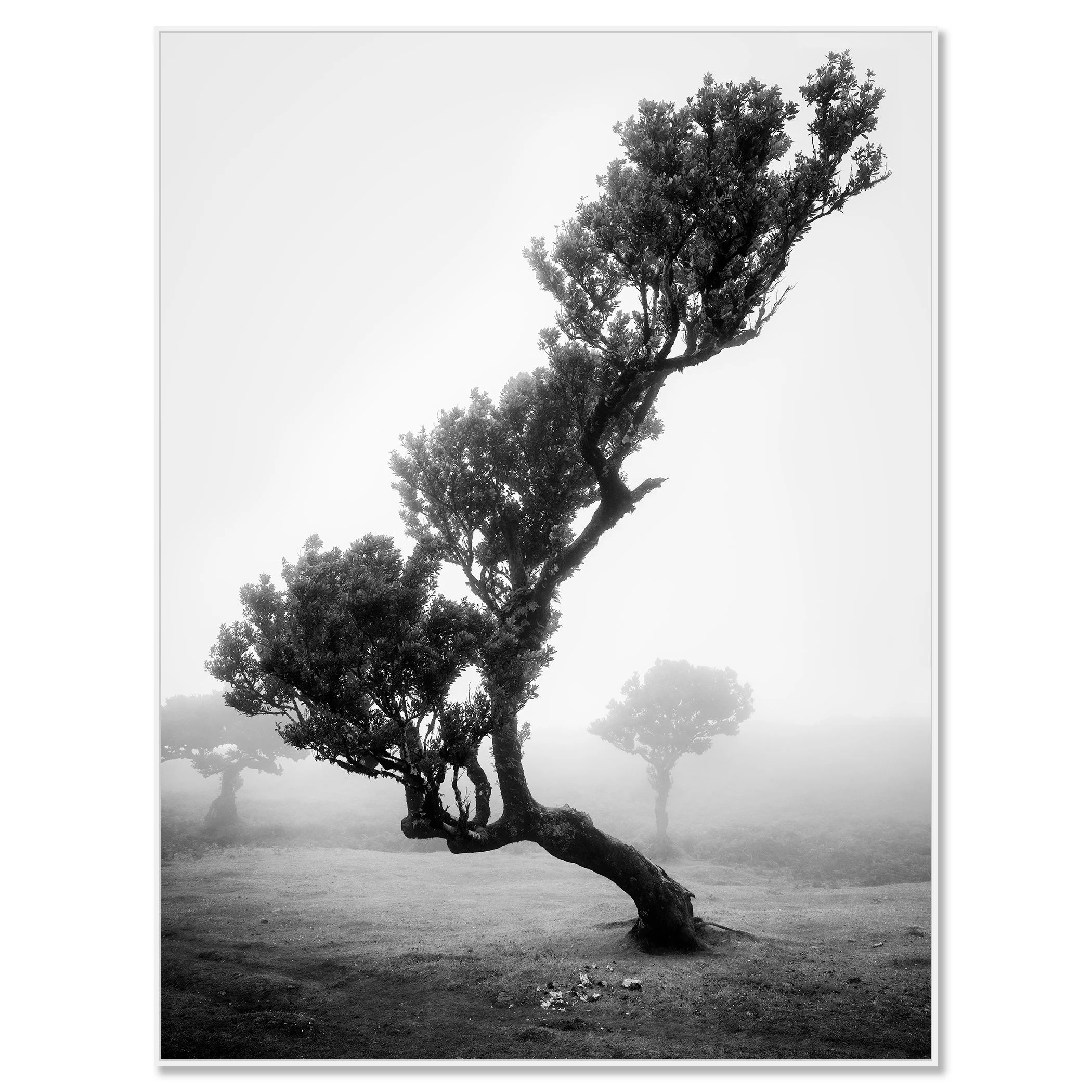 Minimalist foggy landscape with a solitary leaning tree in an ancient laurisilva forest, Madeira – framed ArtBox white
