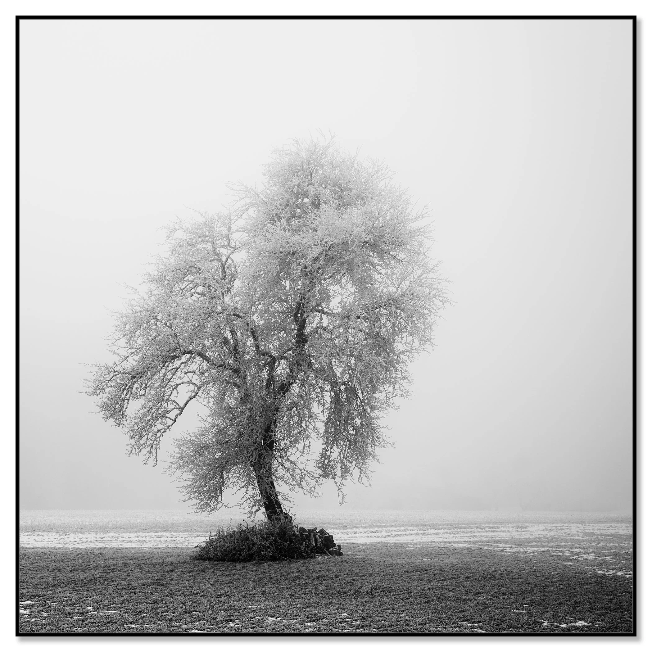 Black and white photograph of a frost-covered tree standing alone in a misty winter field – framed ArtBox black