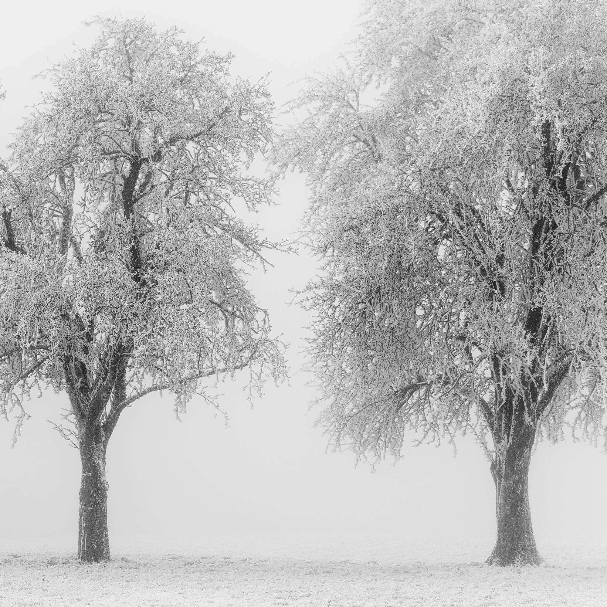 Close-up detail of frost-covered branches in Frozen Apple Trees Panorama Study 2 by Gerald Berghammer.