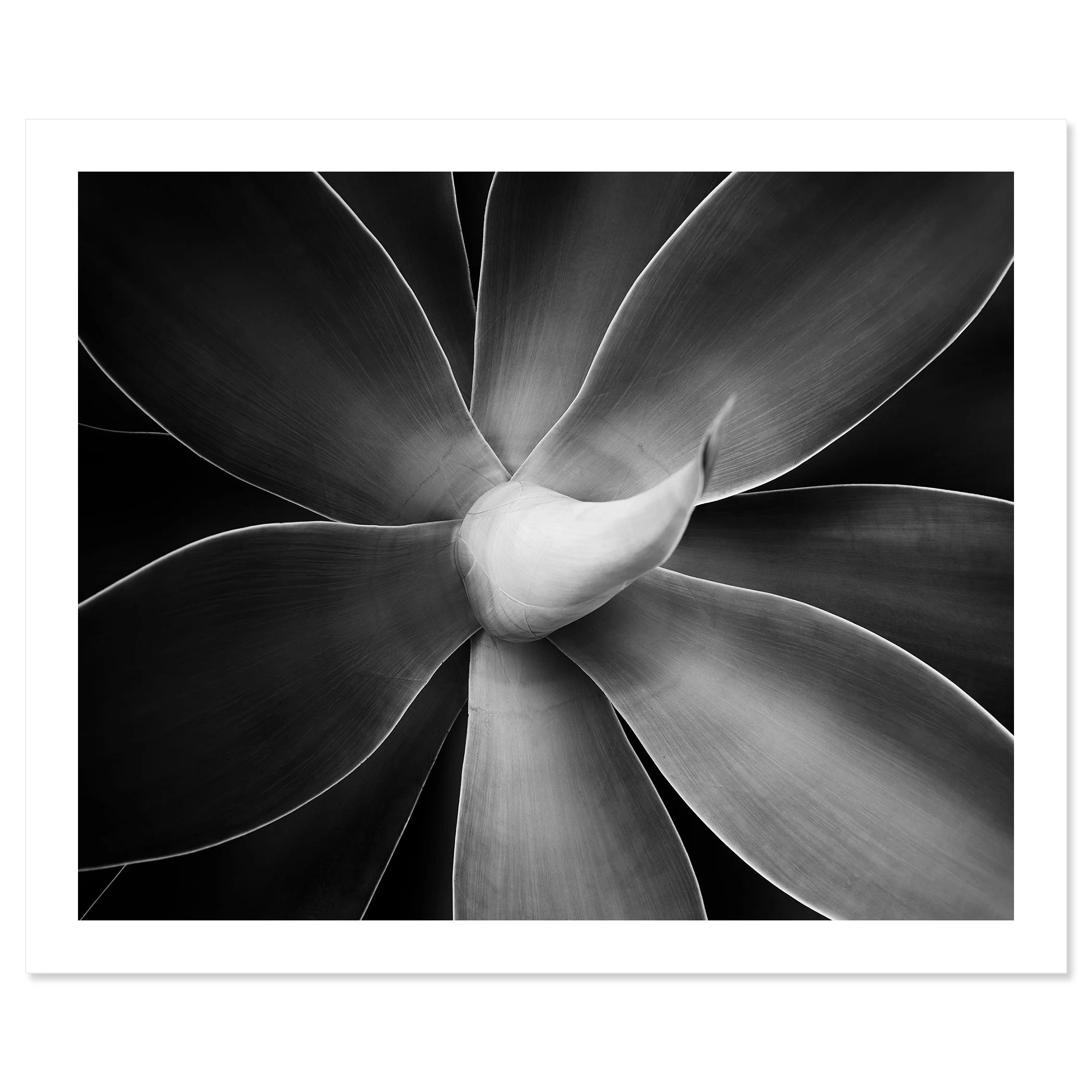 Abstract black-and-white macro photograph of a flower with layered petals and soft tonal gradients, Print only