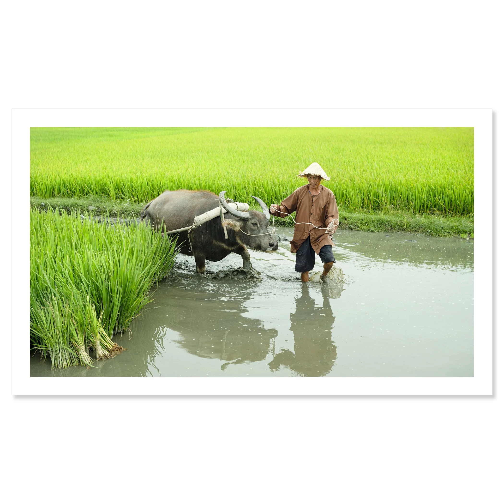 Gerald Berghammer - Color landscape photography. A farmer wearing a conical hat guides a water buffalo through a flooded rice field. Fine art print only