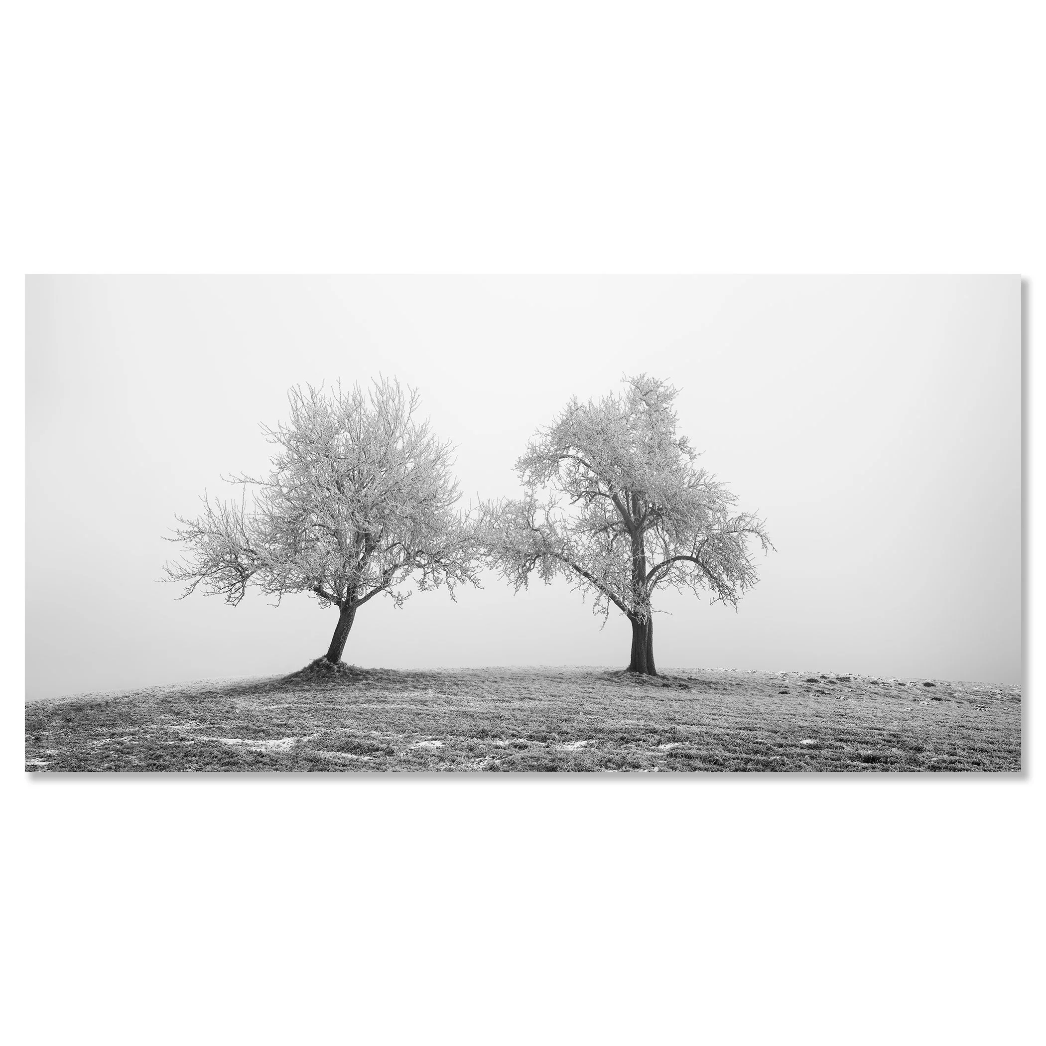 Two Lonely Frozen Trees Panorama by Gerald Berghammer, shown as a frameless black-and-white aluminium Dibond print.