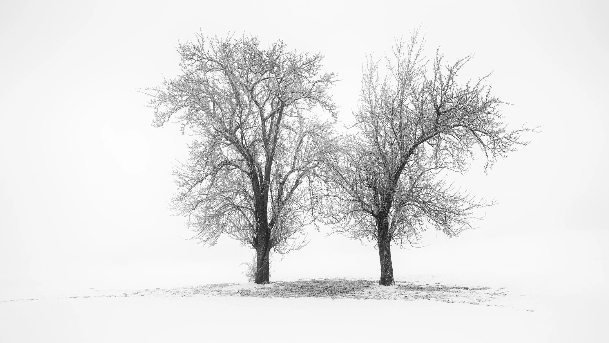 Two leafless trees in a snow-covered Austrian winter landscape, photographed in black and white by Gerald Berghammer.