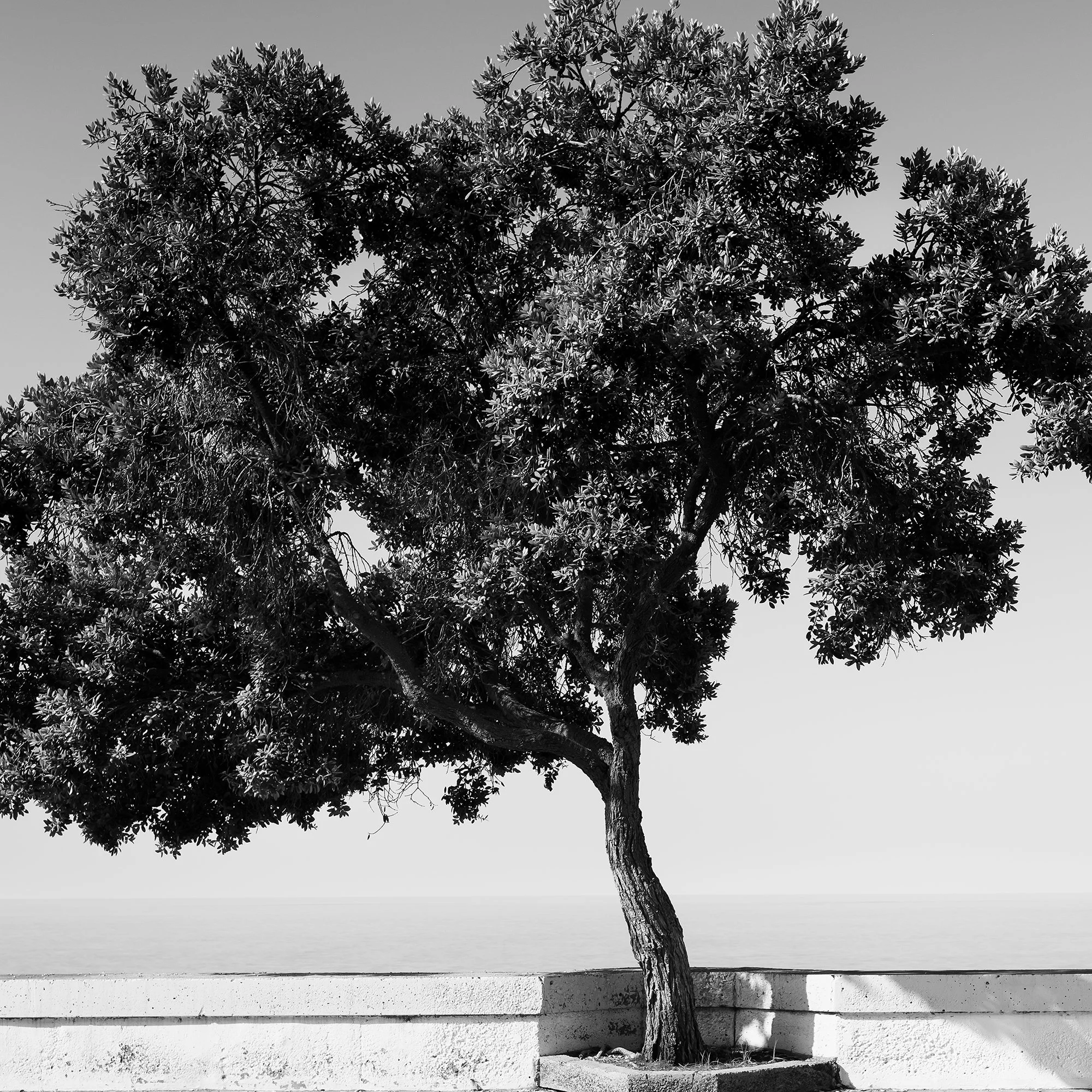 Tree by the Waterfront by Gerald Berghammer, close-up black-and-white detail of the tree trunk, branches and textured foliage.