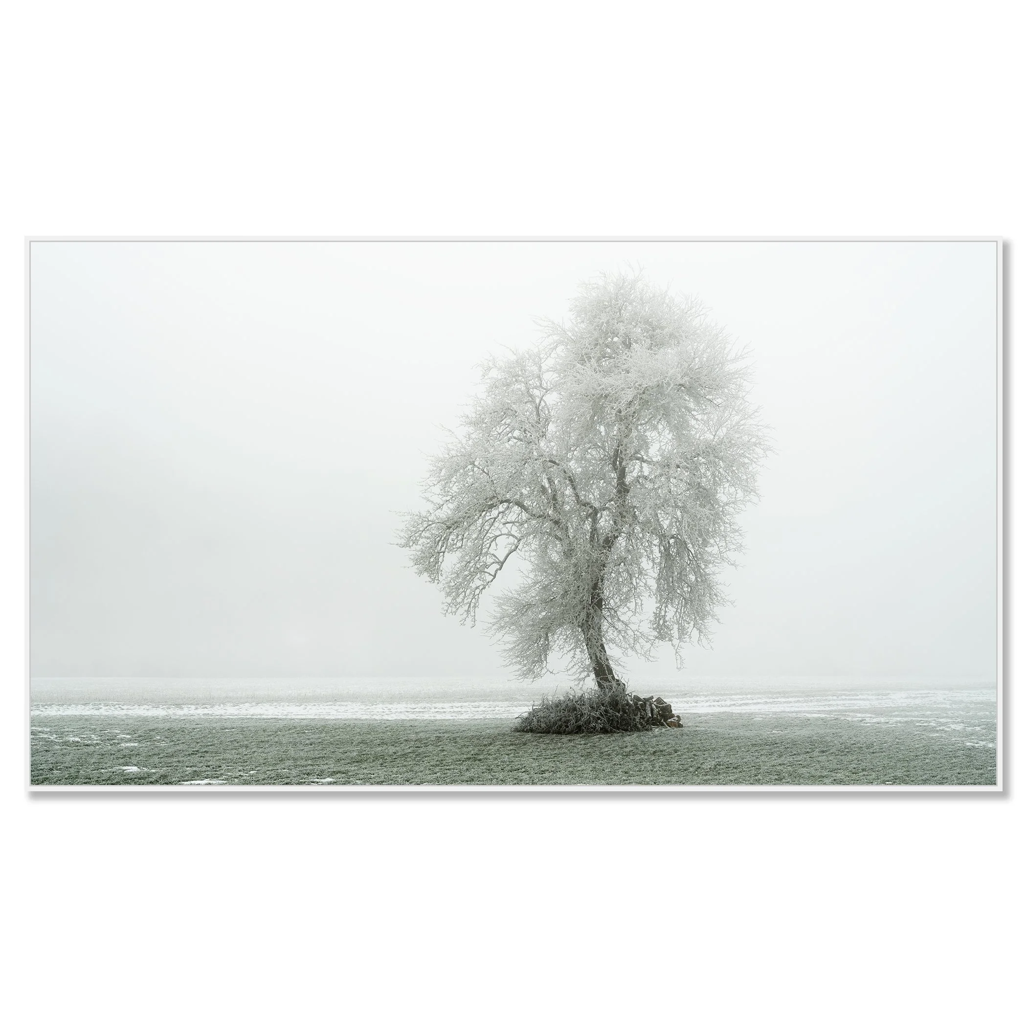 Gerald Berghammer - Color minimalist photography. A solitary tree with snow-covered branches on a small patch of land in a foggy winter landscape. Chromaluxe framed white