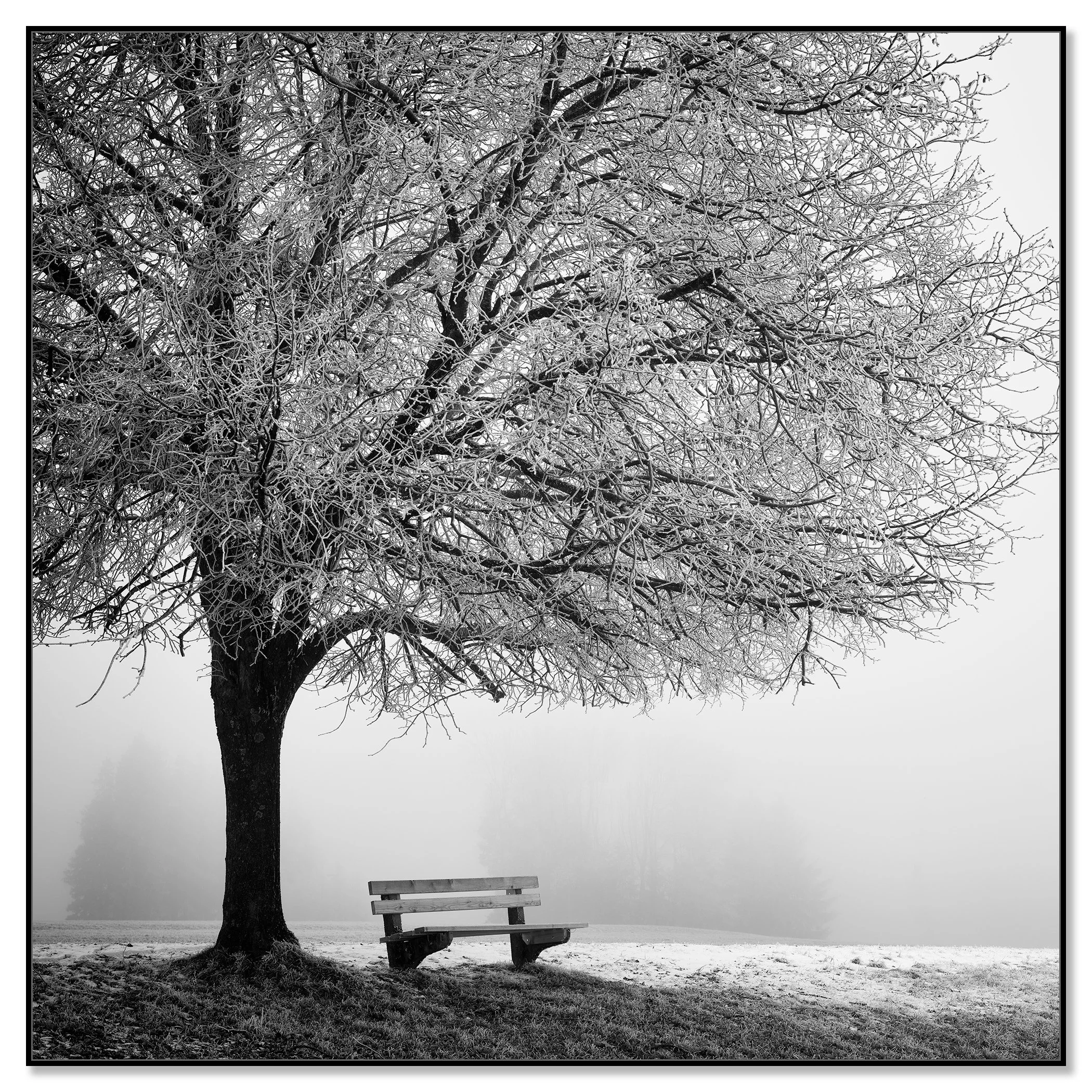 Frost-covered tree above a park bench in a quiet, misty winter landscape – framed ArtBox black