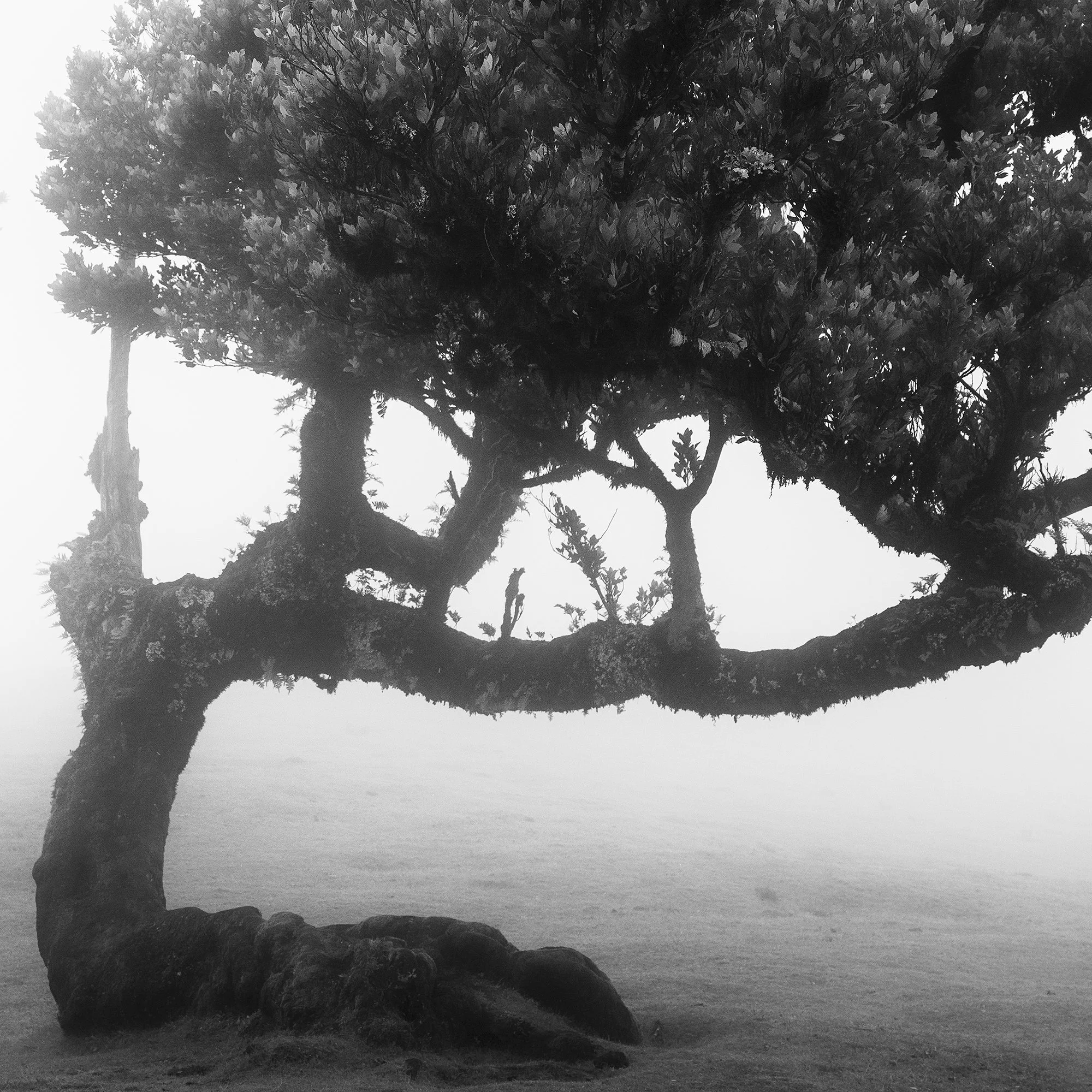 Close-up of the twisted trunk and intricate branches of a mist-covered laurel tree by Gerald Berghammer.