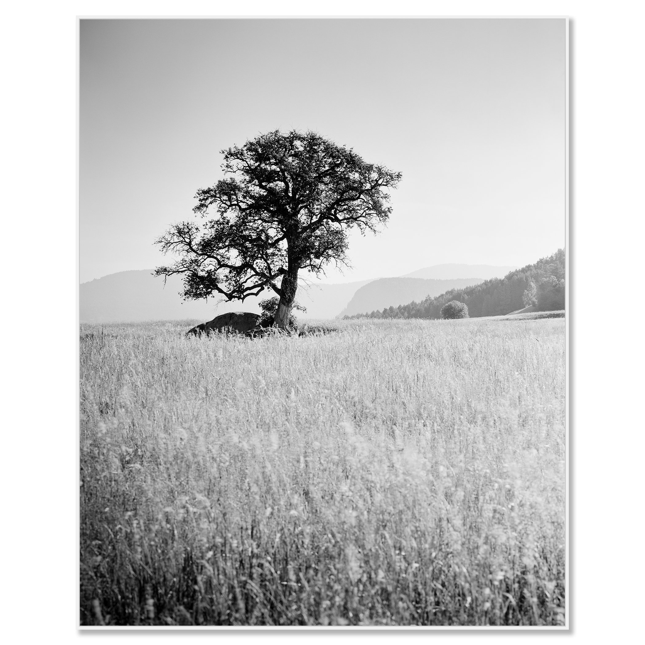 Morning Sun by Gerald Berghammer as a black-and-white Dibond print in a white aluminium ArtBox frame.