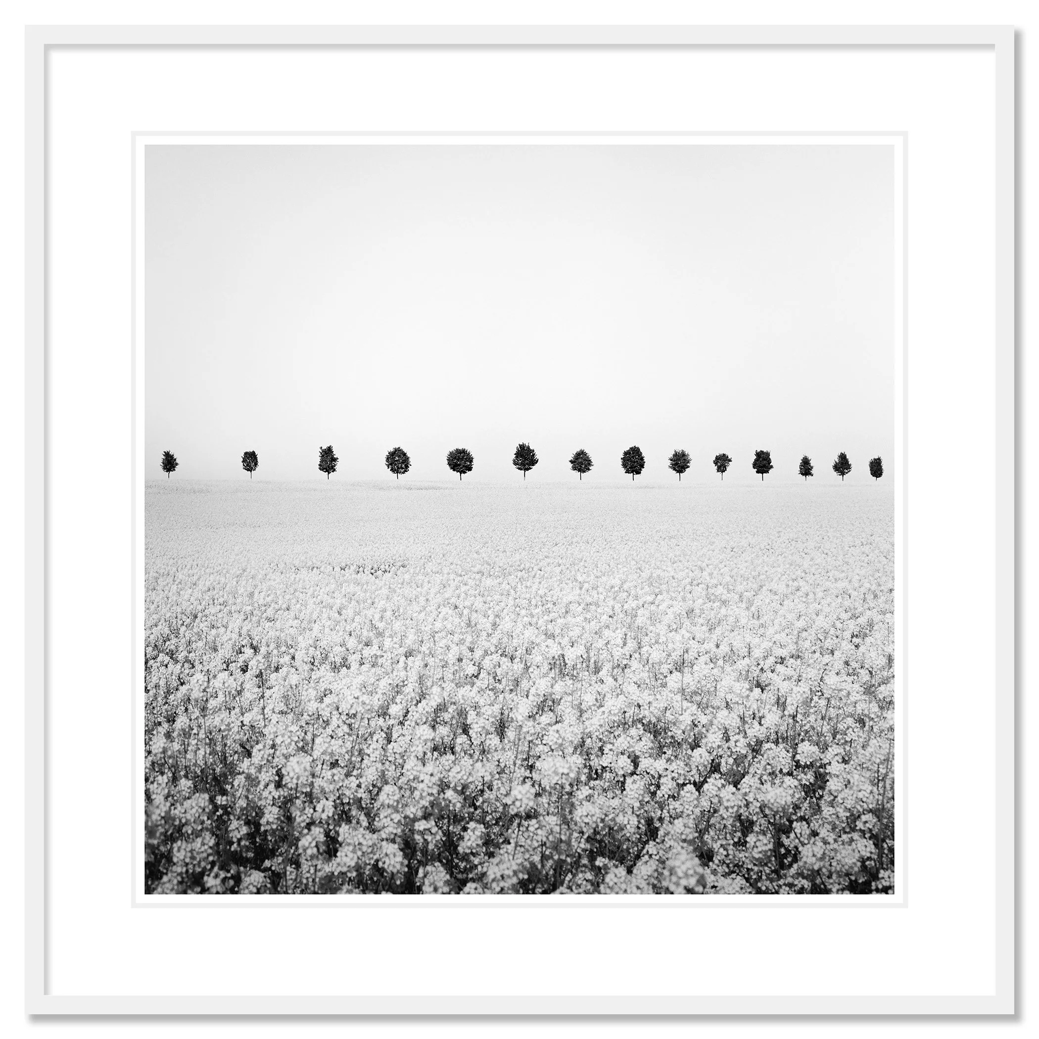 Brassica Napus Study 1 shown as an archival pigment print in a white aluminium frame with white mount by Gerald Berghammer.