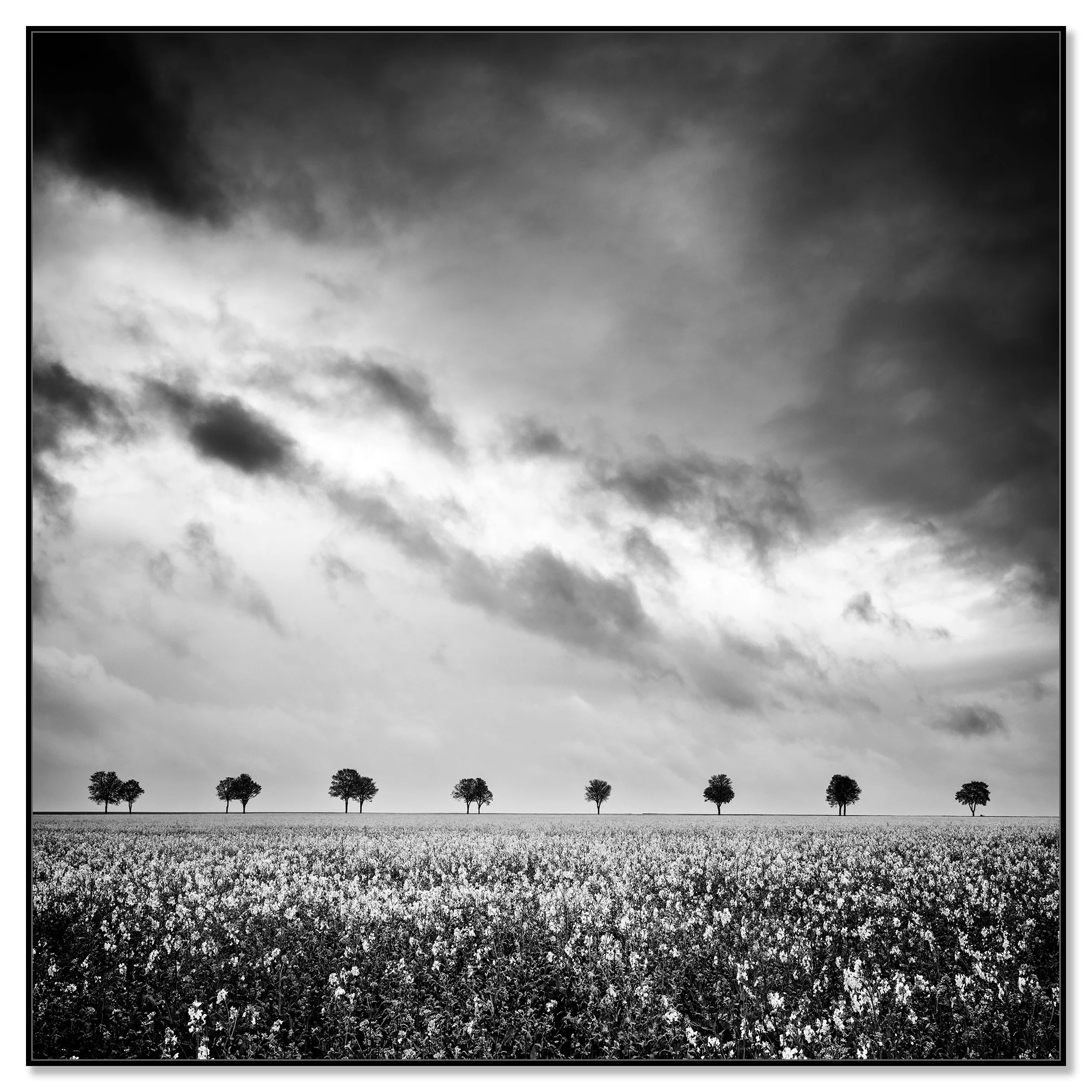 Monochrome rapeseed field stretching to the horizon with scattered trees and a dark, cloudy sky – framed ArtBox black