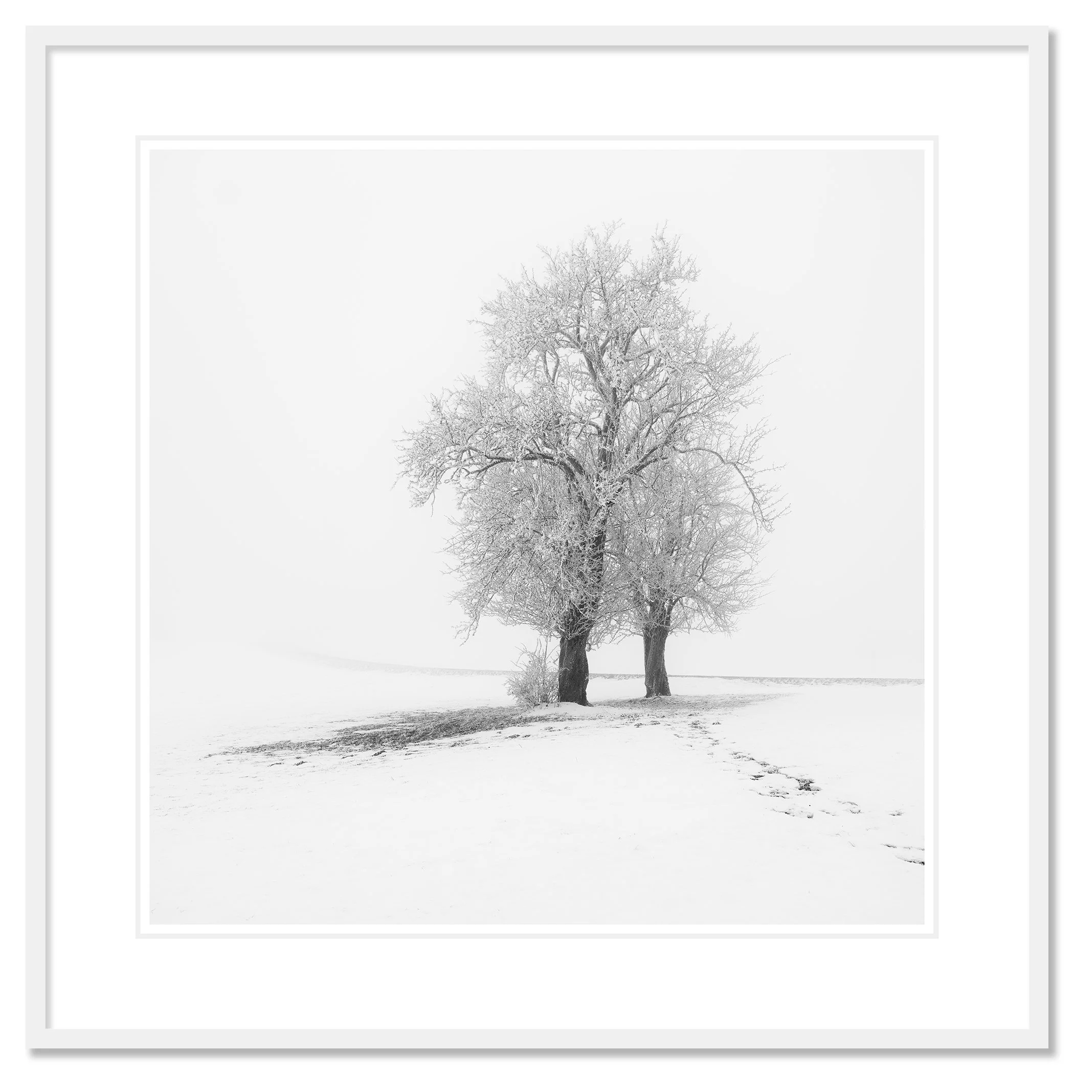 Frosted Trees in Silence – Austria, archival pigment print in a white aluminium frame with a white mount.