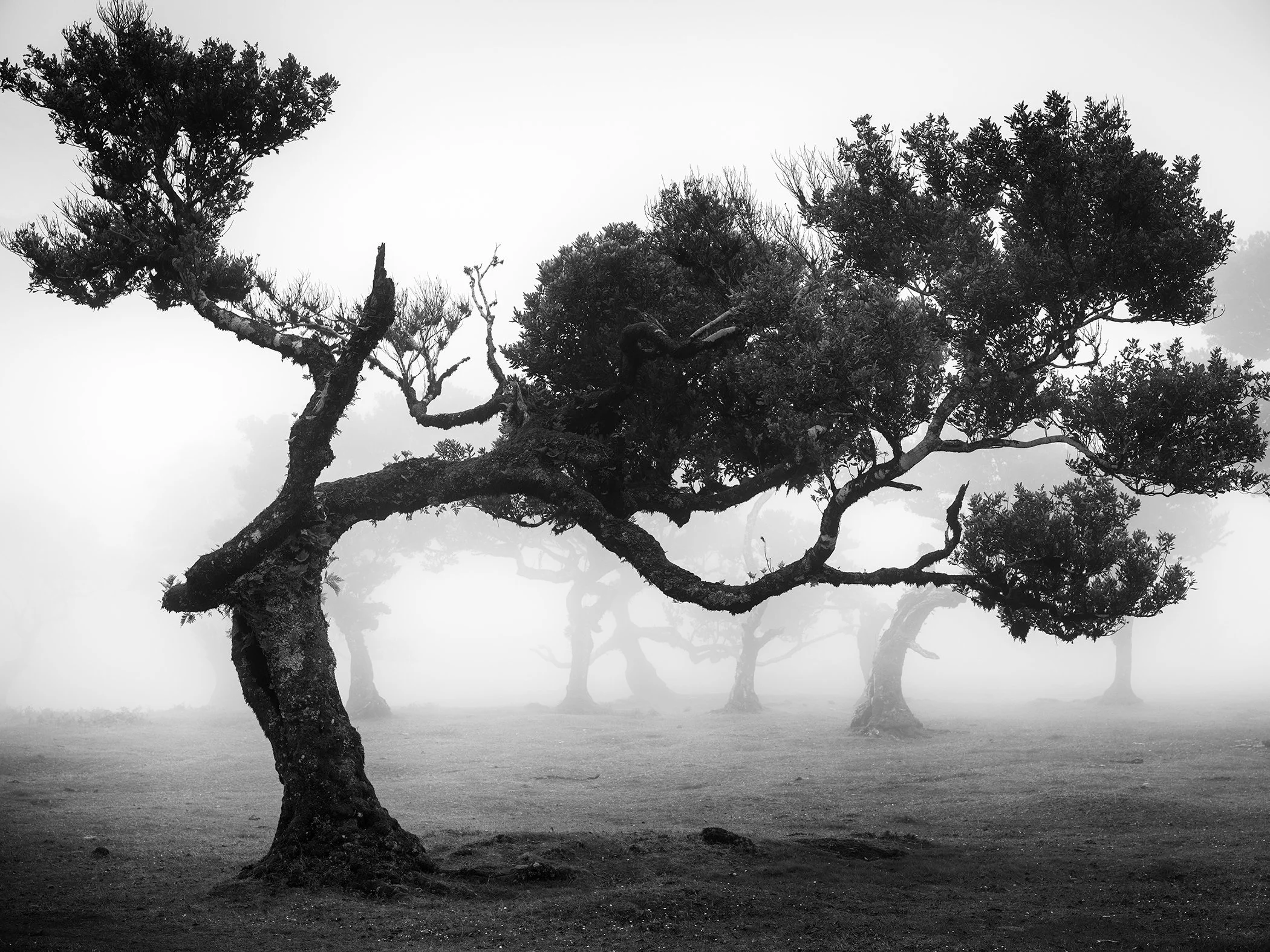 Atmospheric black-and-white photograph of gnarled trees in fog-covered Madeira by Gerald Berghammer