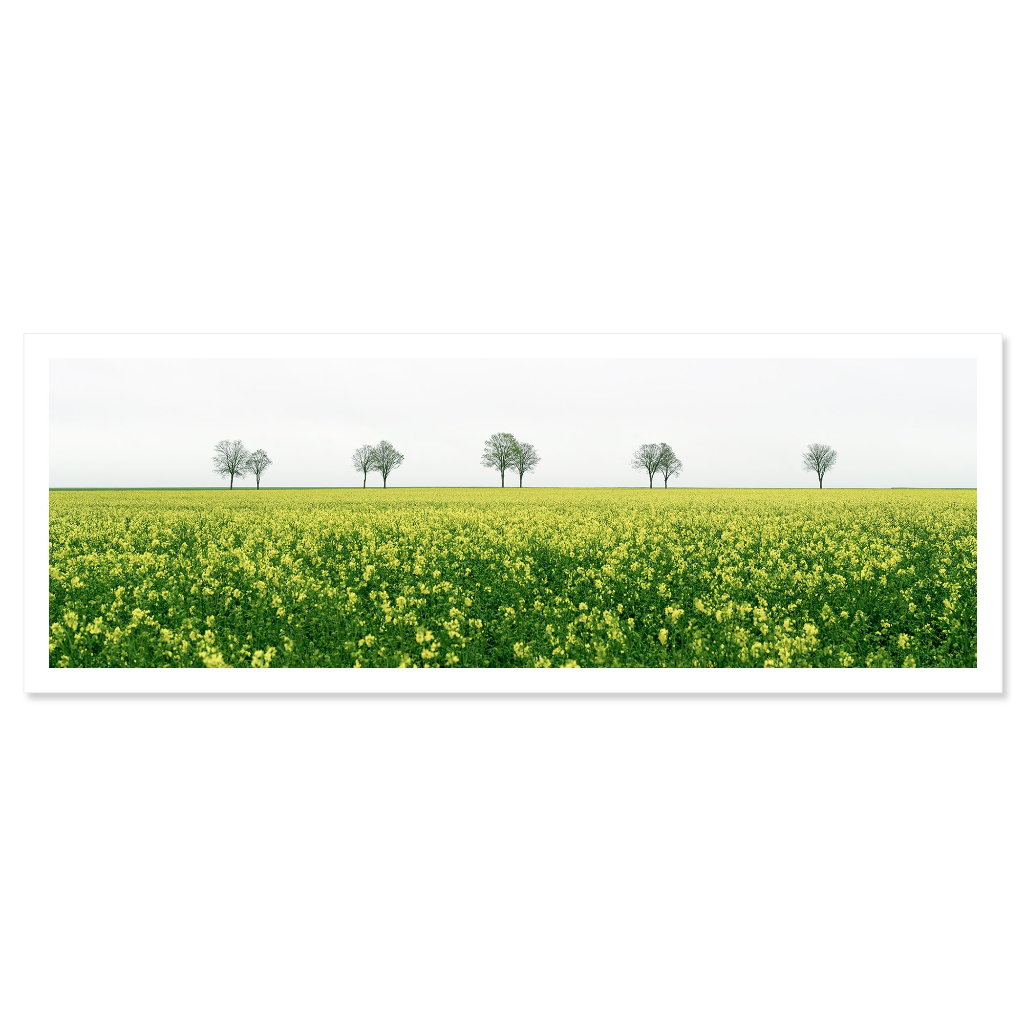 © 2023 Gerald Berghammer - Color landscape photography. A vast green field filled with yellow flowers, with leafless trees in the distance under a cloudy sky. Fine art print only